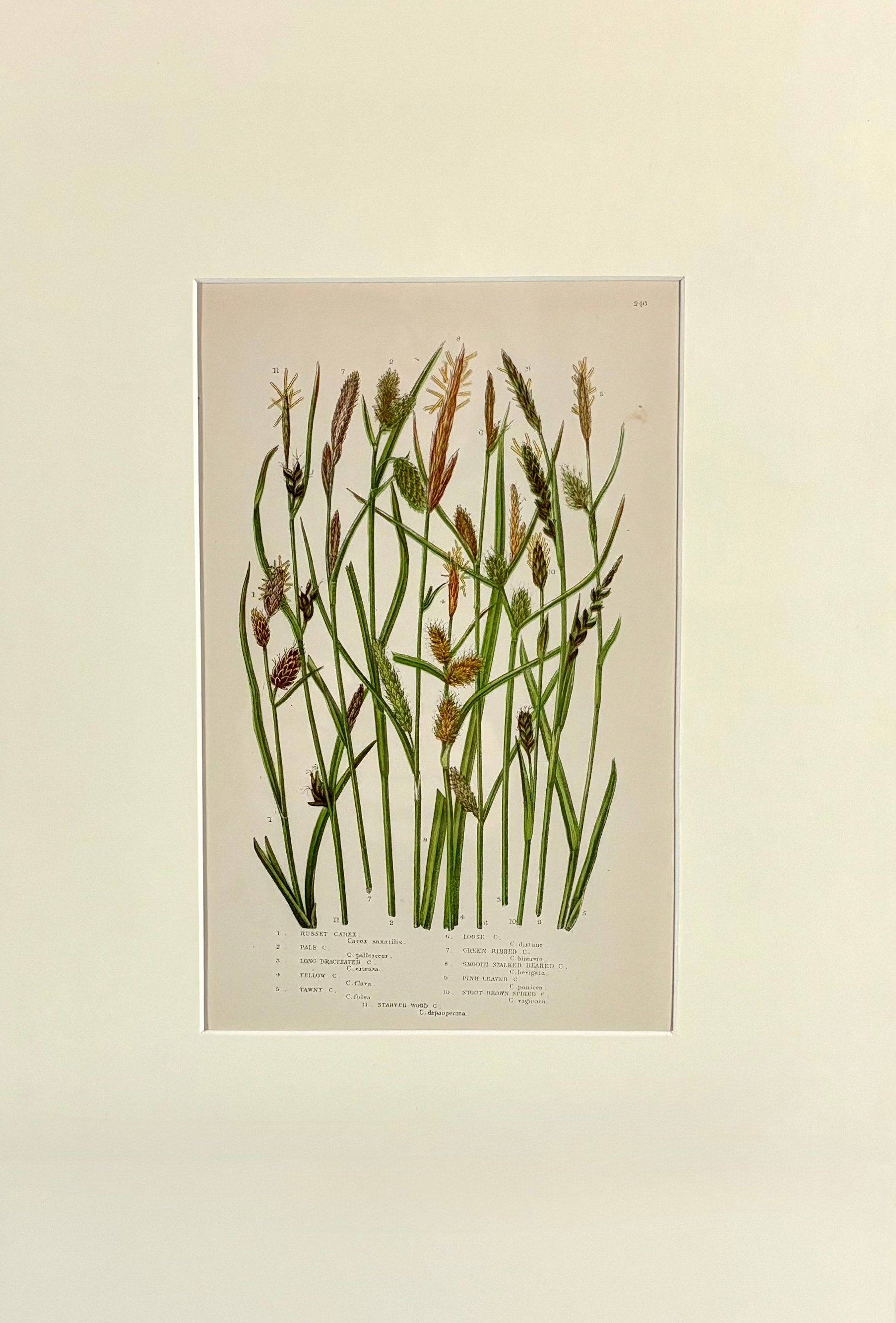 Pratt-grasses plate 240 smaller.png
