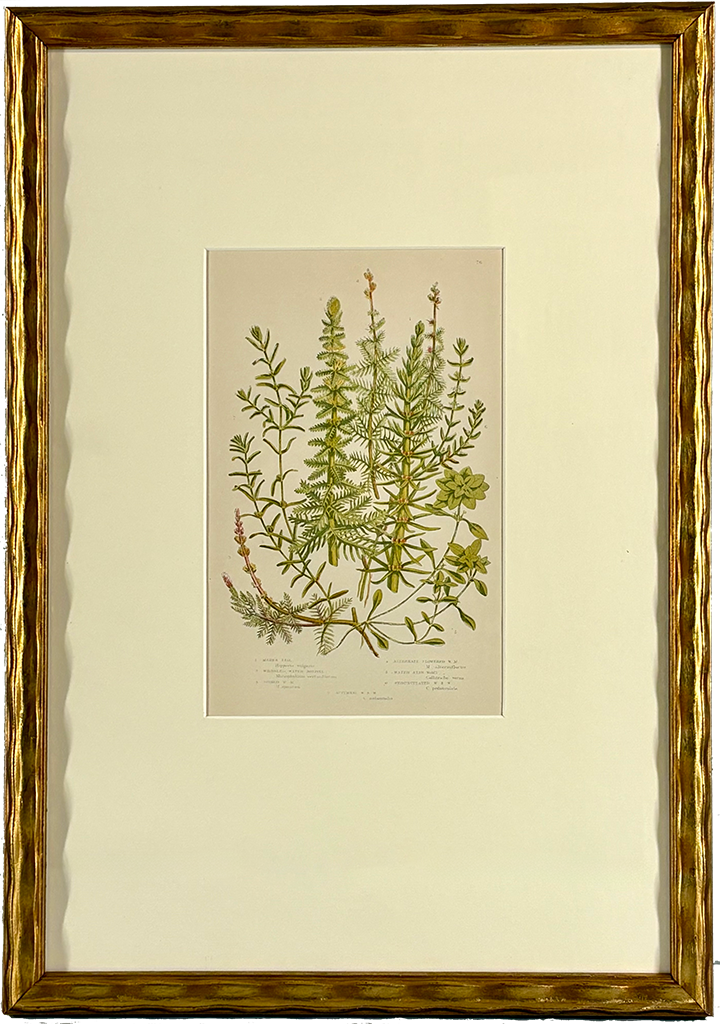 ferns and grasses framed1 small.png