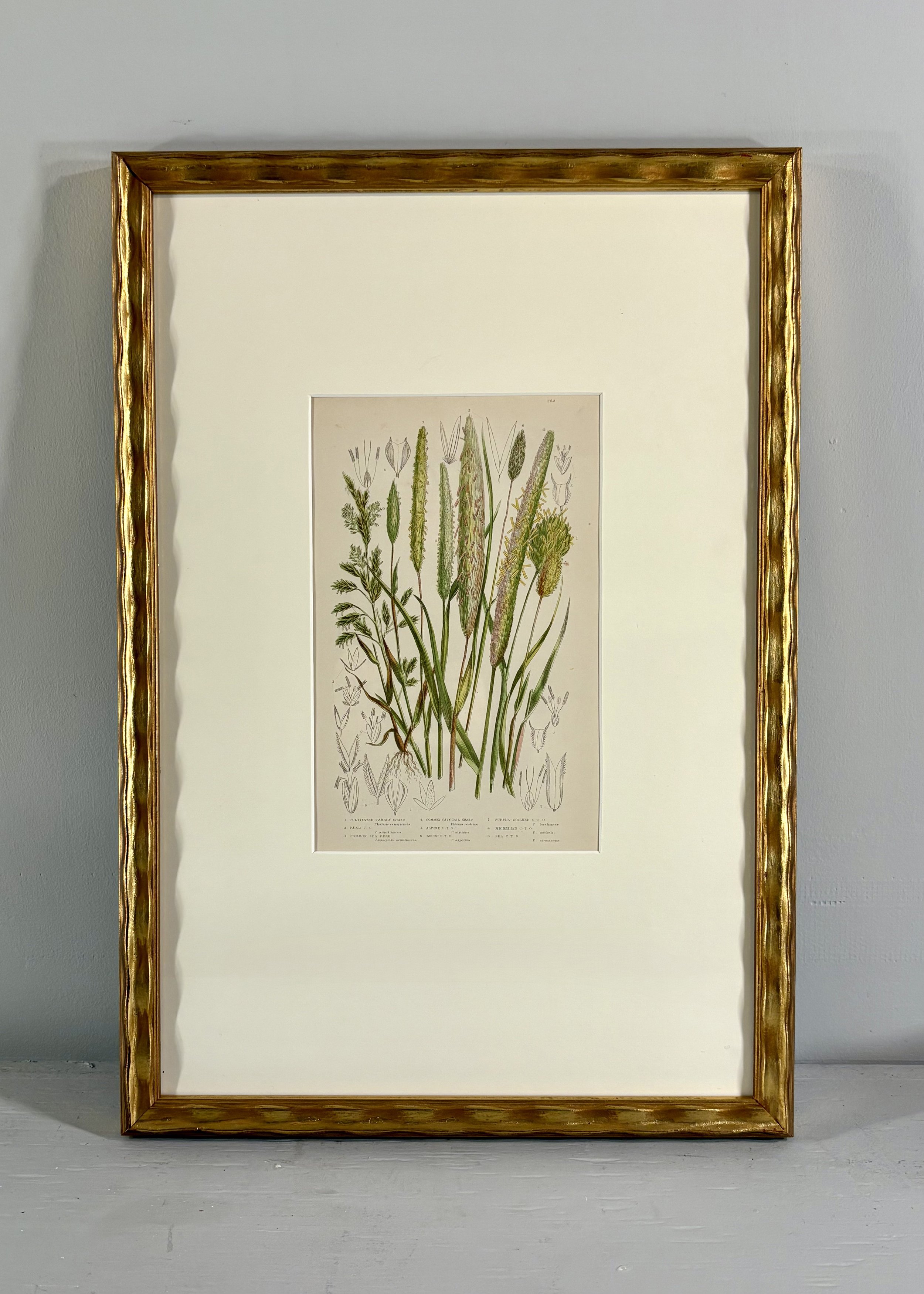 Antique framed chromolithograph, British Grasses and Sedges, 1859, Anne Pratt plate 270