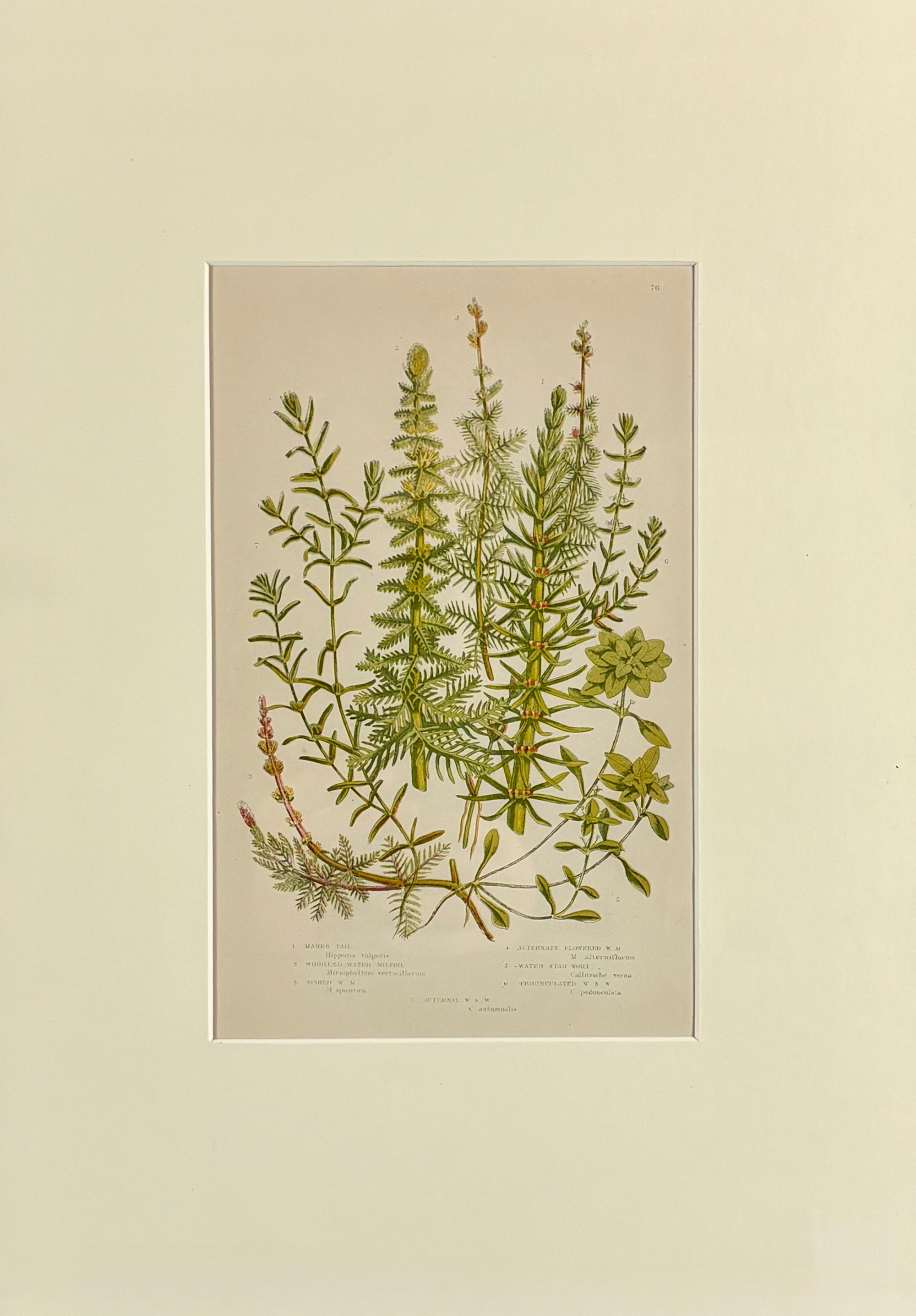 Pratt-grasses plate 76 smaller.png