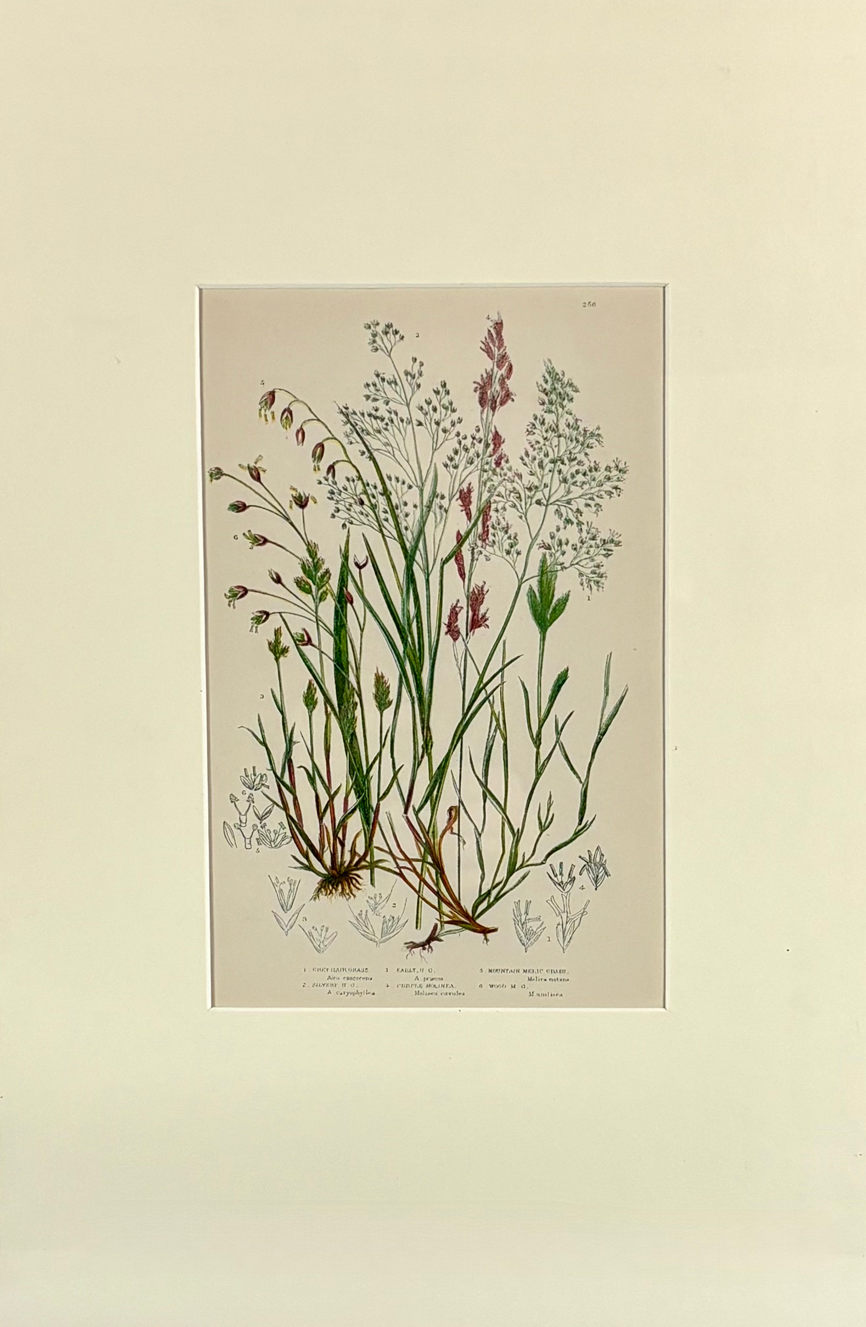 Pratt-grass plate 256 smaller.png