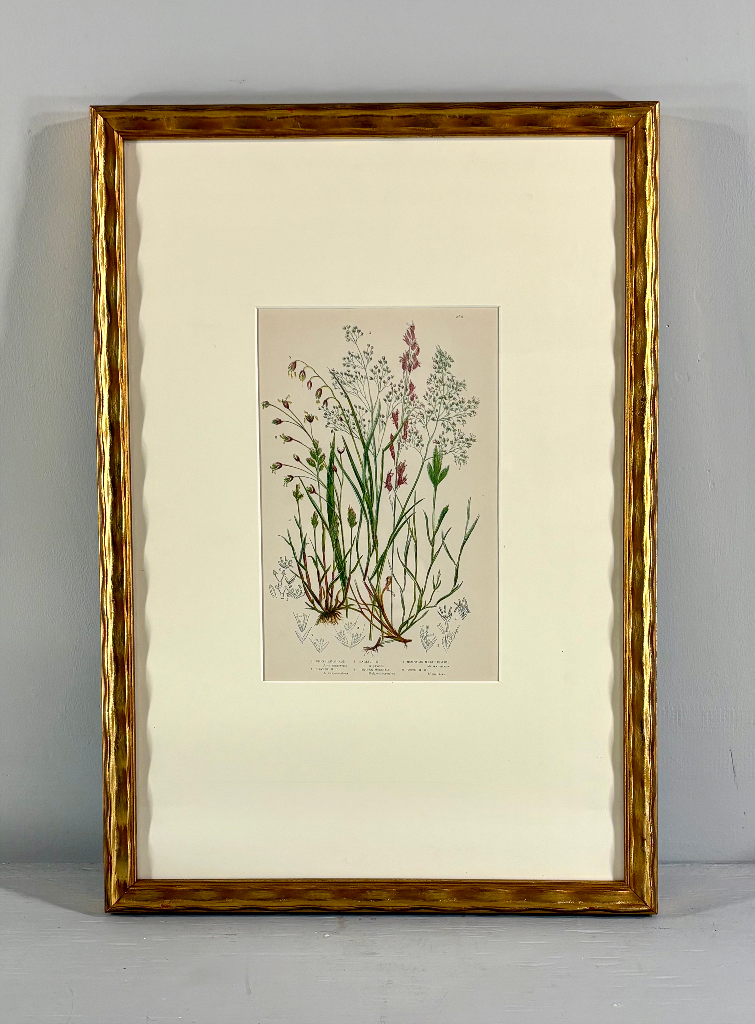 Antique framed chromolithograph, British Grasses and Sedges, 1859, Anne Pratt plate 256