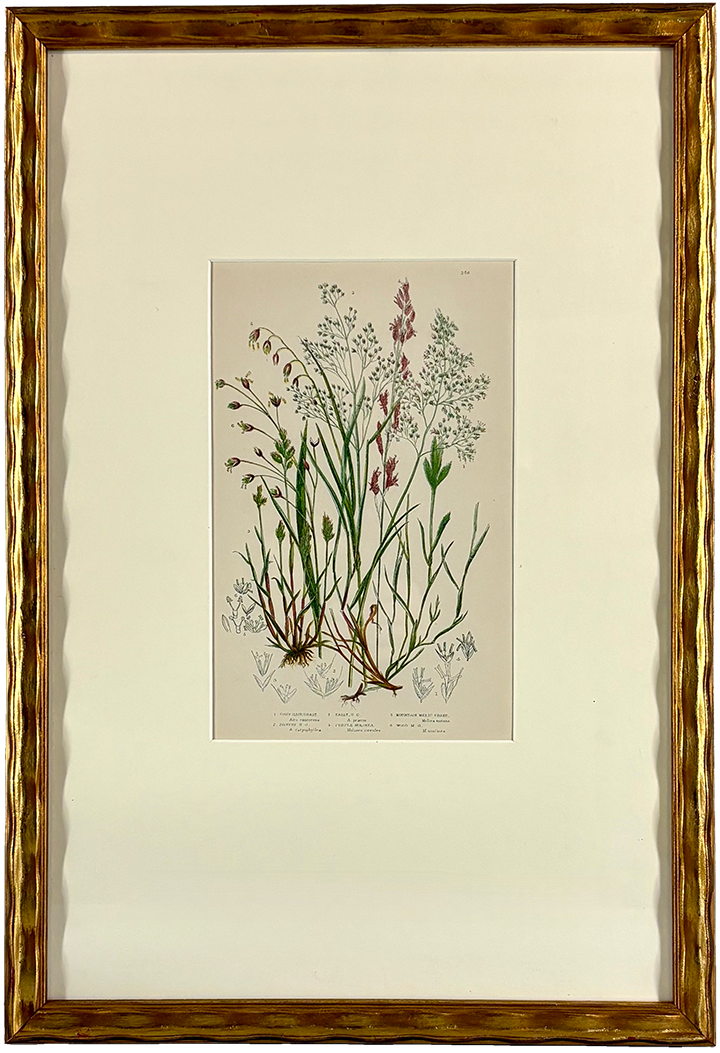 ferns and grasses framed2 small.png