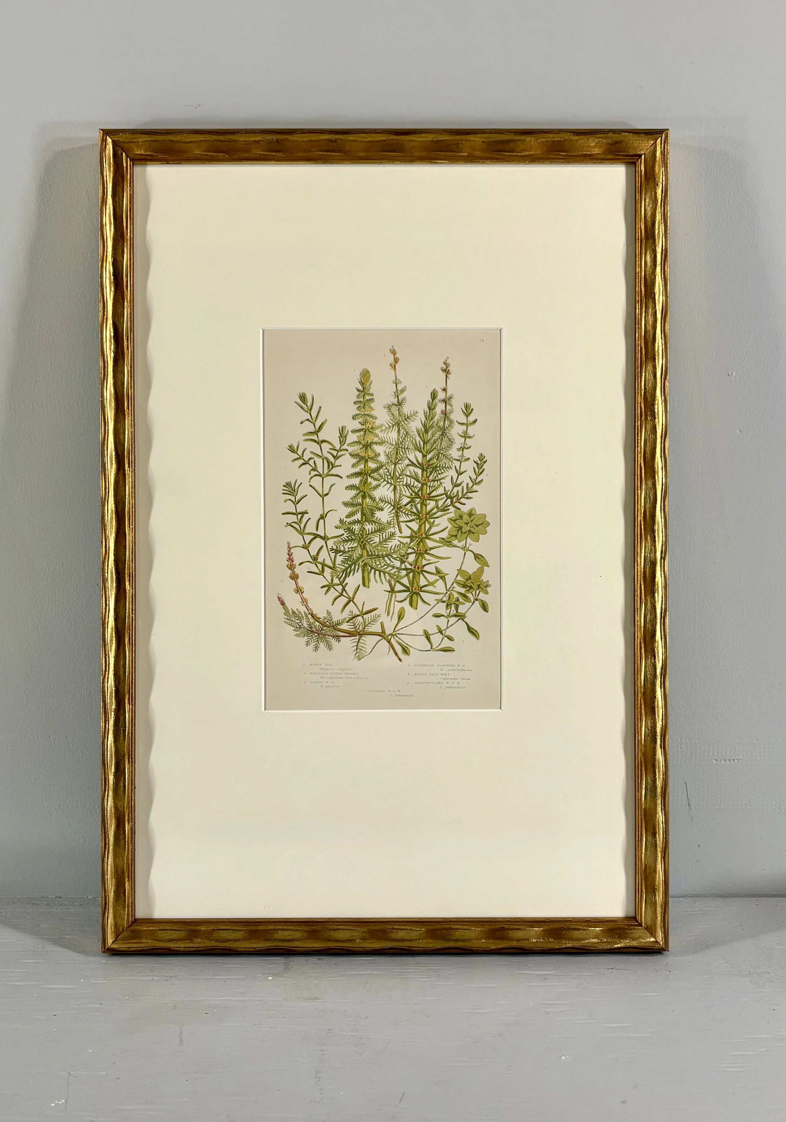 Antique framed chromolithograph, British Grasses and Sedges, 1859, Anne Pratt plate 76