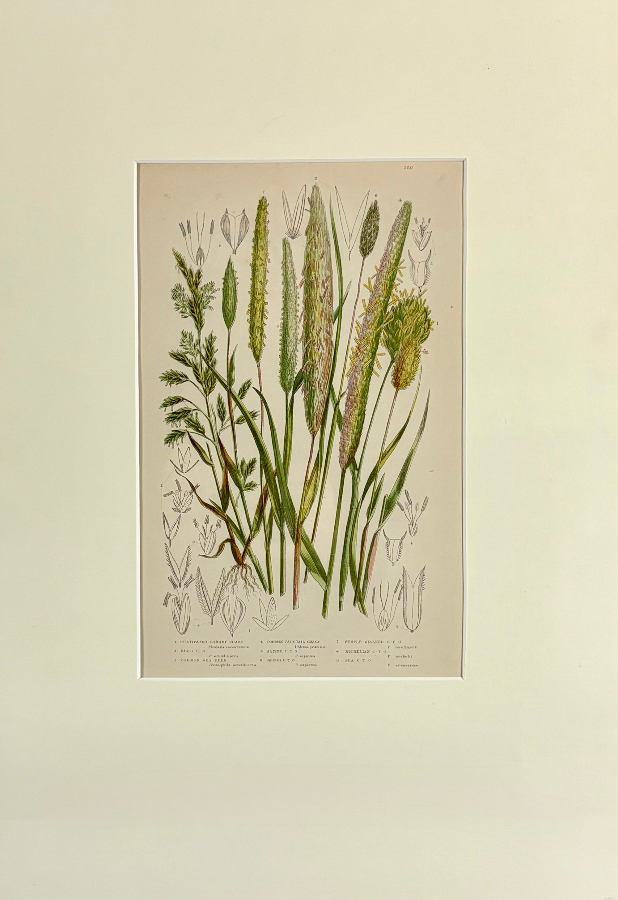 Pratt-grass plate 270 smaller.png