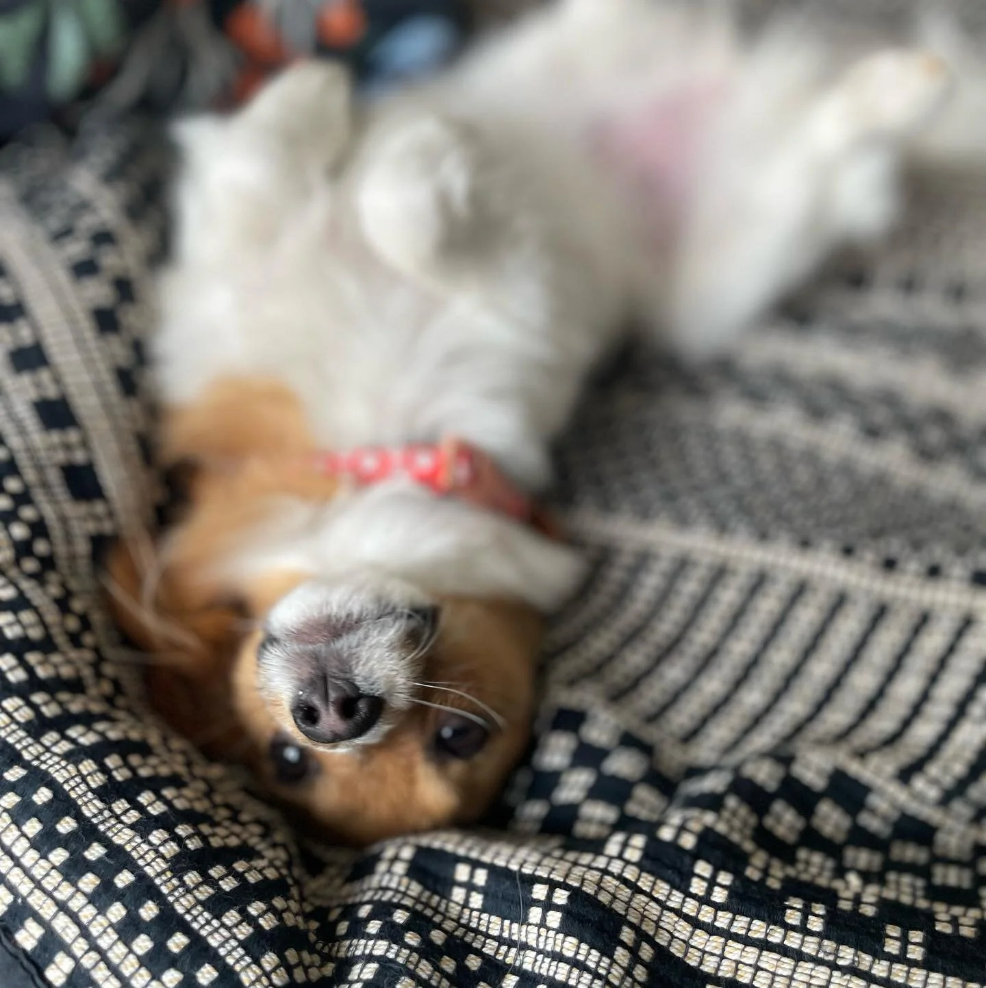 Someone is very distracting&hellip;🤨 Cutness overload😍