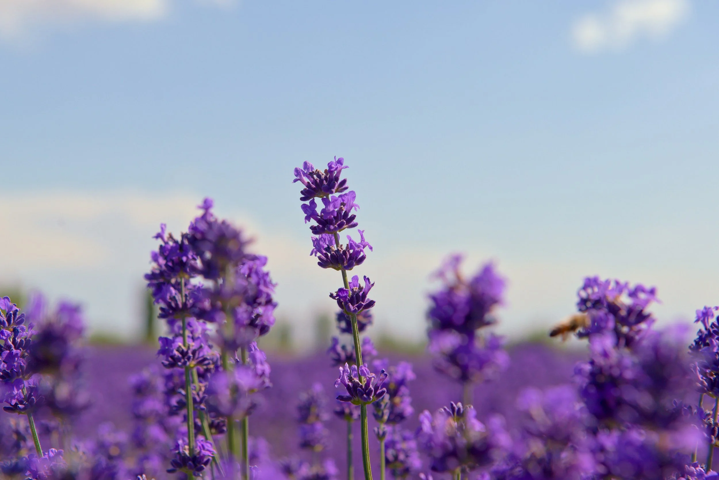 Lavender Festival, Chatfield Botanic Gardens