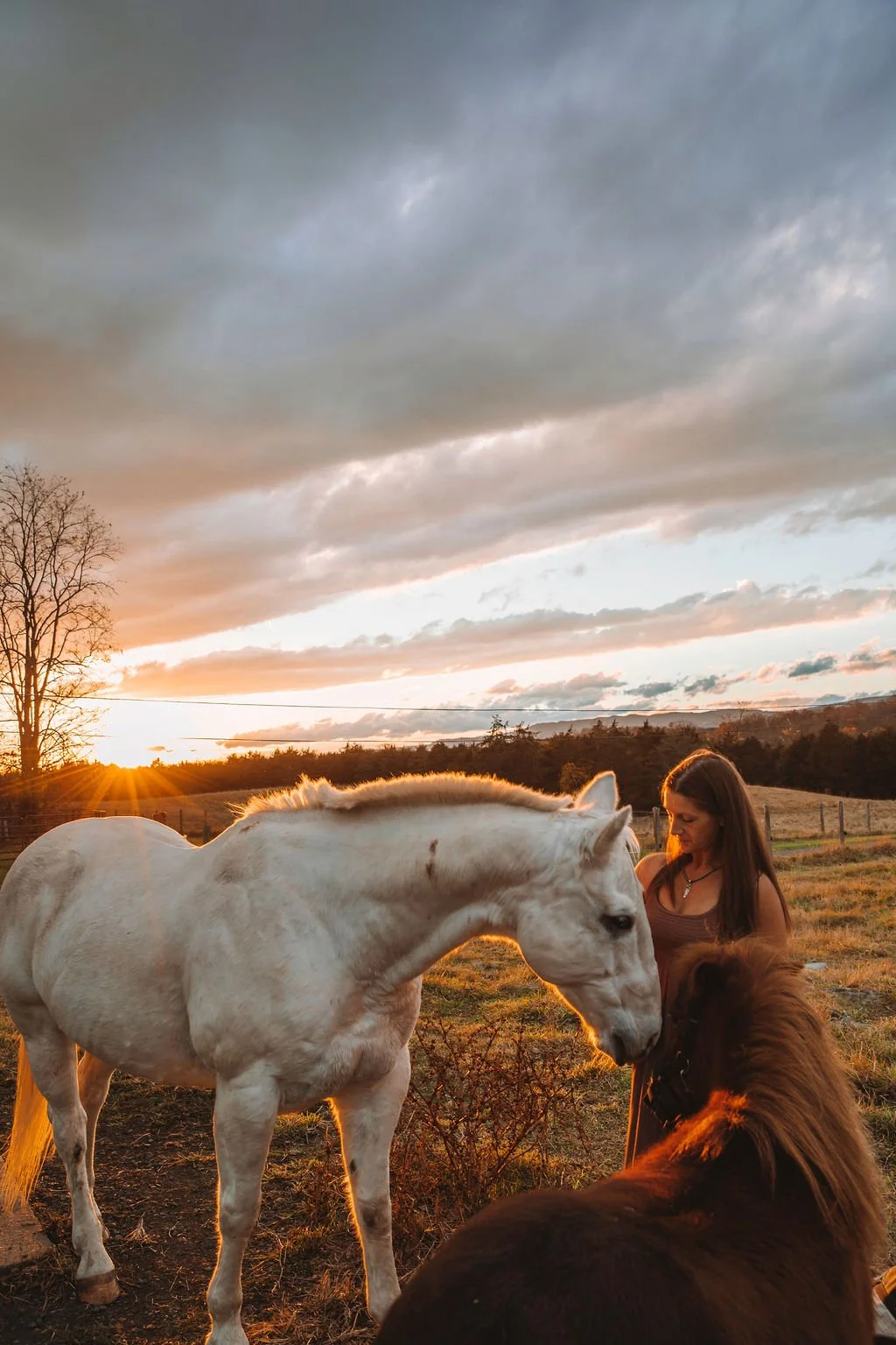 Equestrian Theme