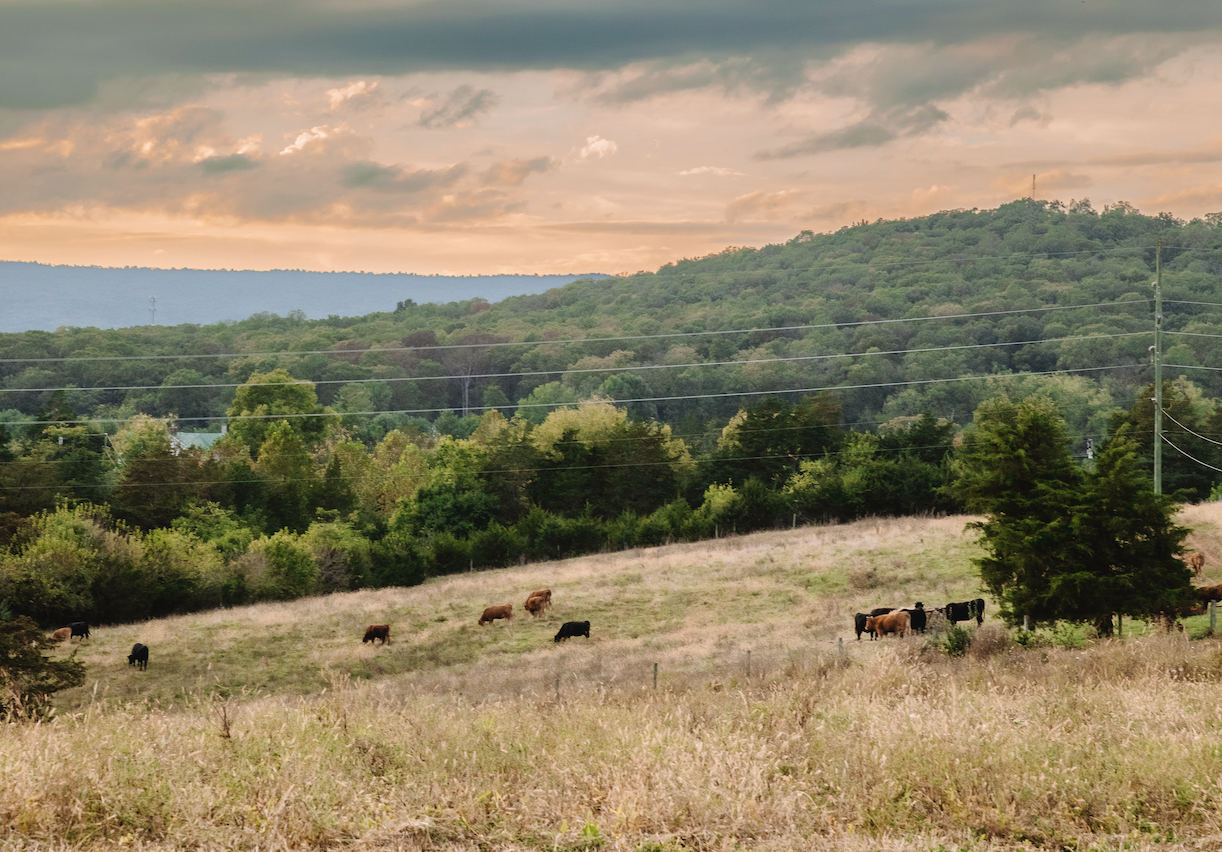 Mountain scenery with cattle