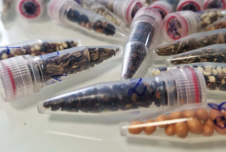 Scientists Are Sending Cannabis Seeds to Space