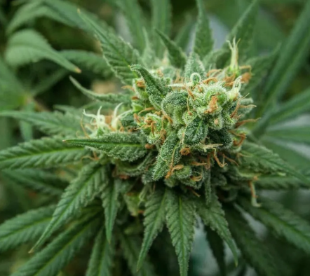 Researchers uncover new cannabis compounds