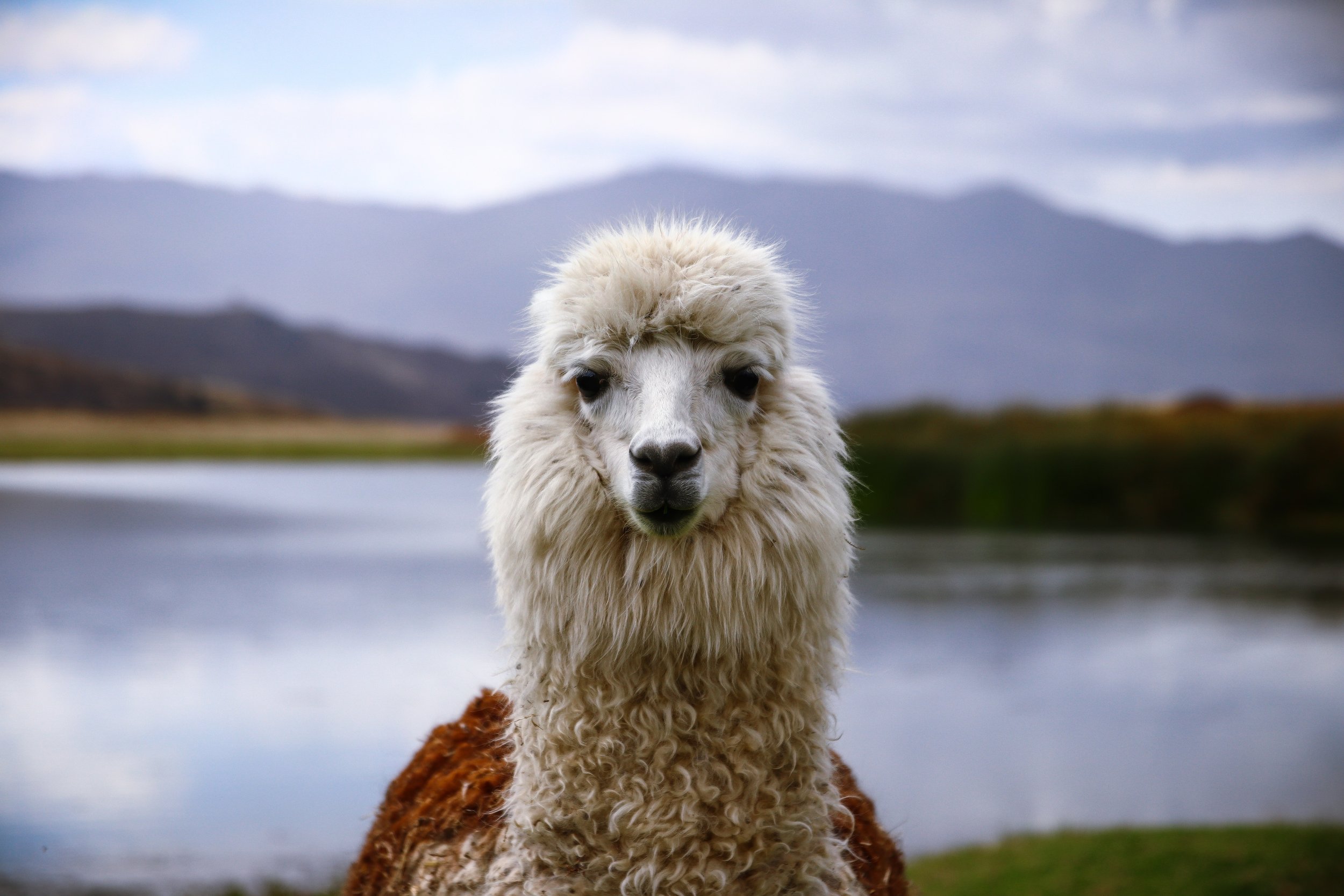 close up of a llama in Peru.jpg