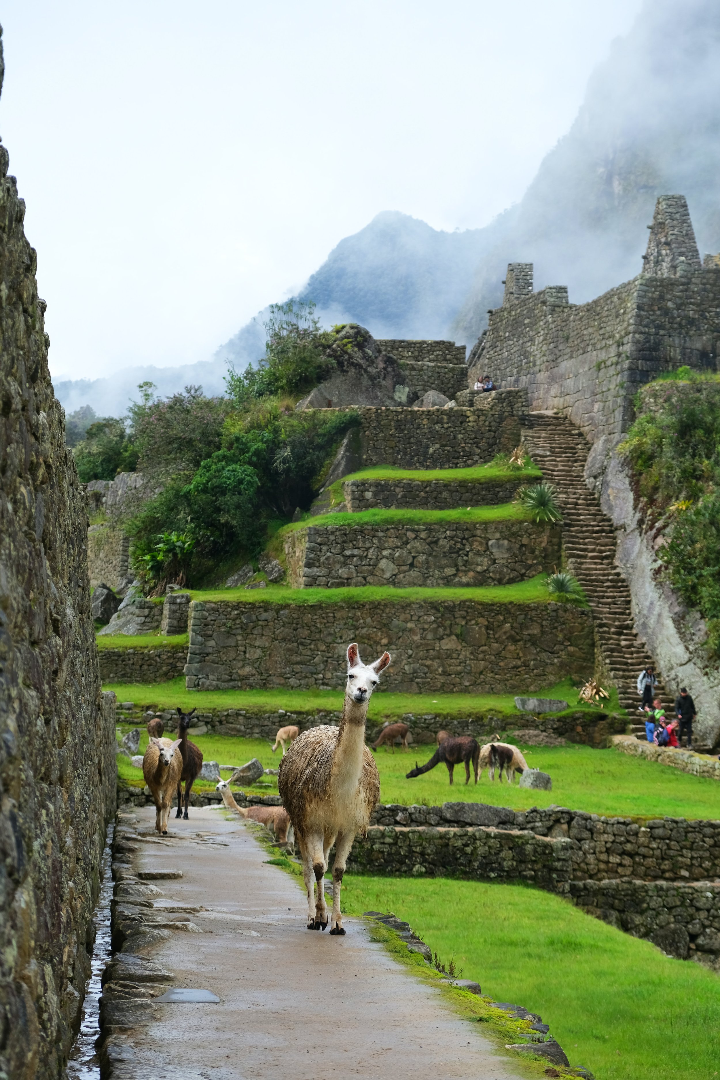 llamas walking through the ruins of Machu Picchu.jpg