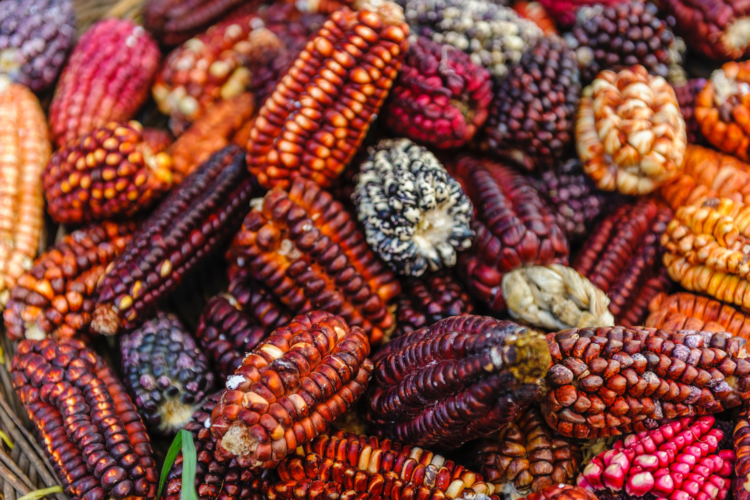 rainbow corn in Peru.jpg