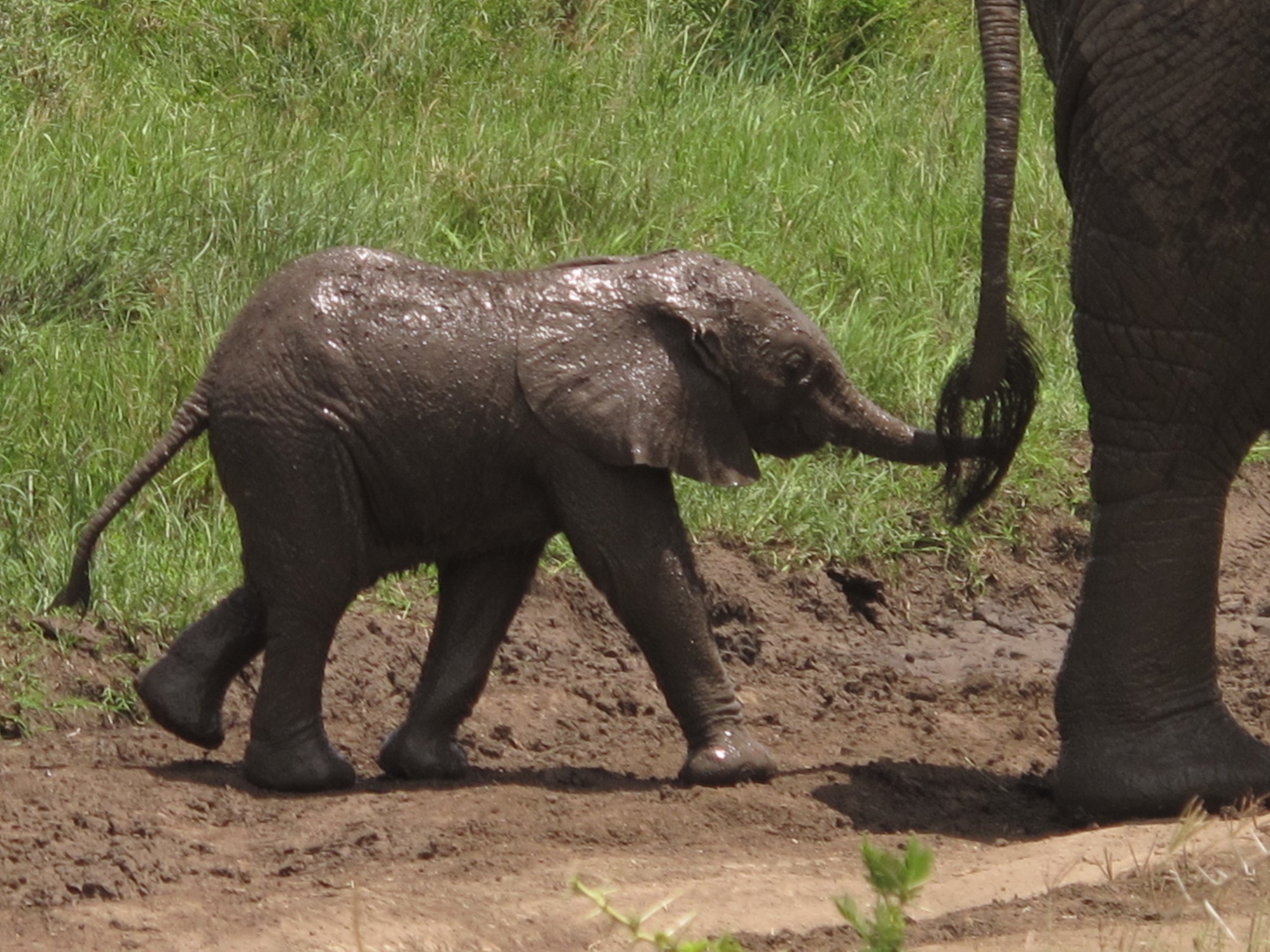 baby elephant in Tanzania.JPG