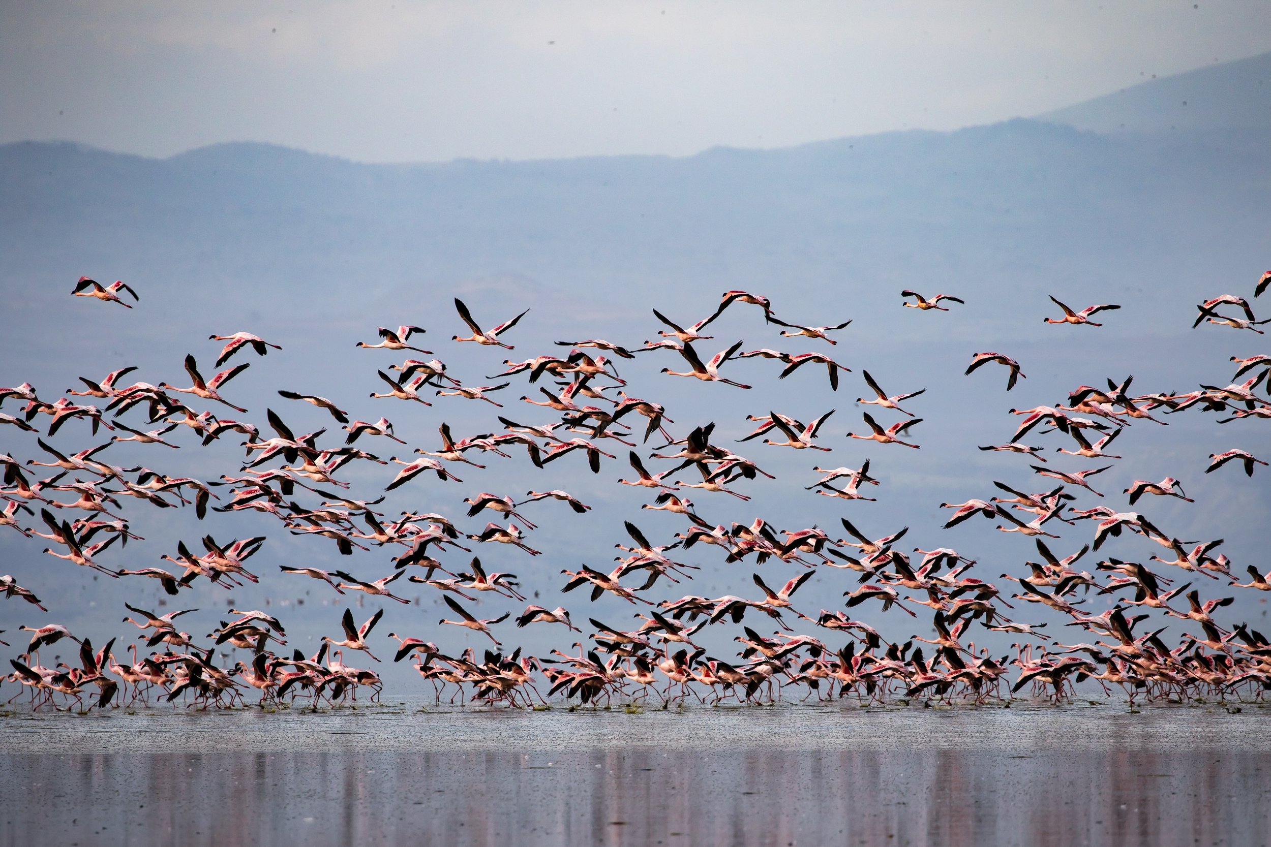 flamingos in Tanzania.jpg