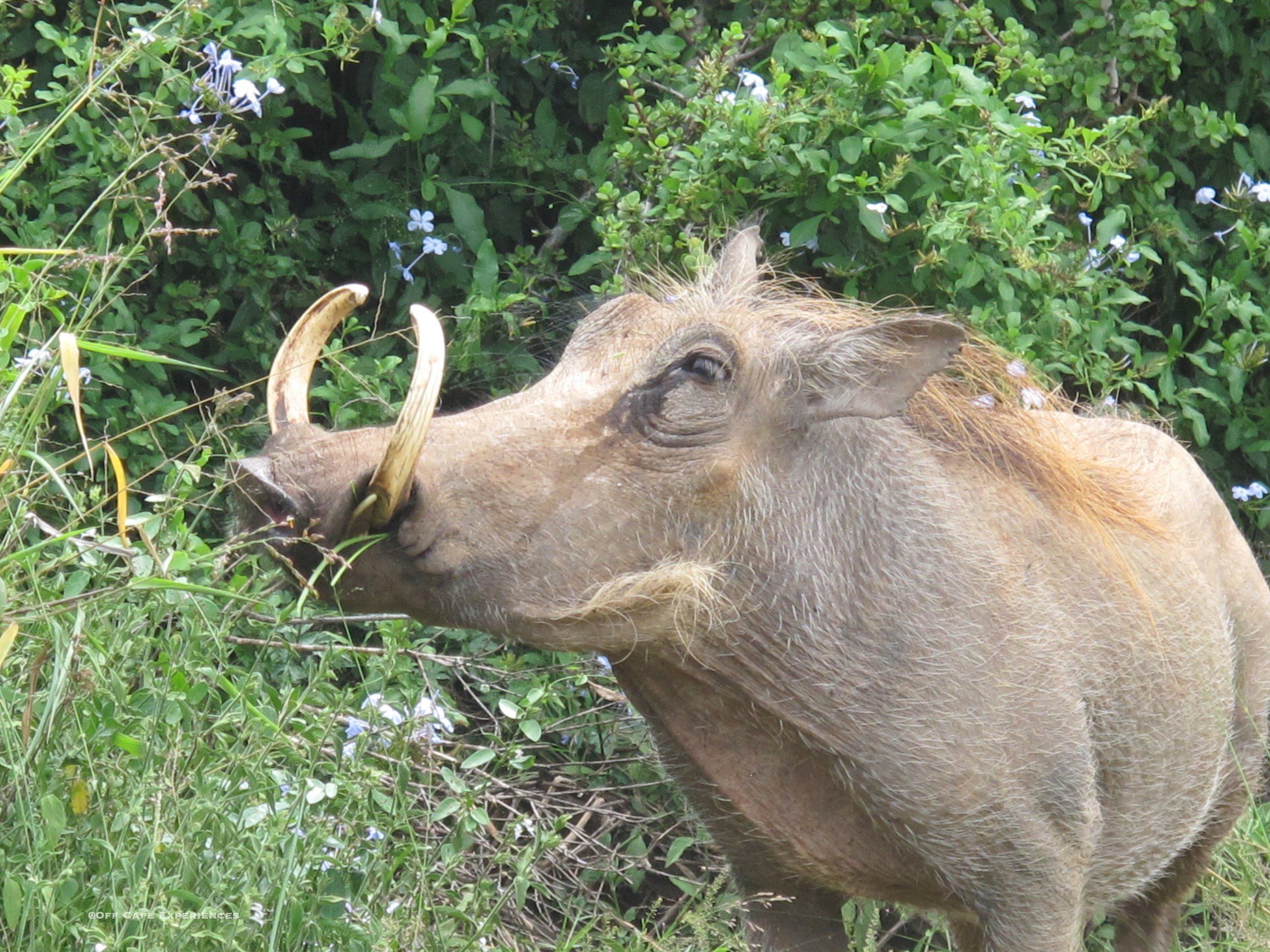 warthog in Tanzania.jpg