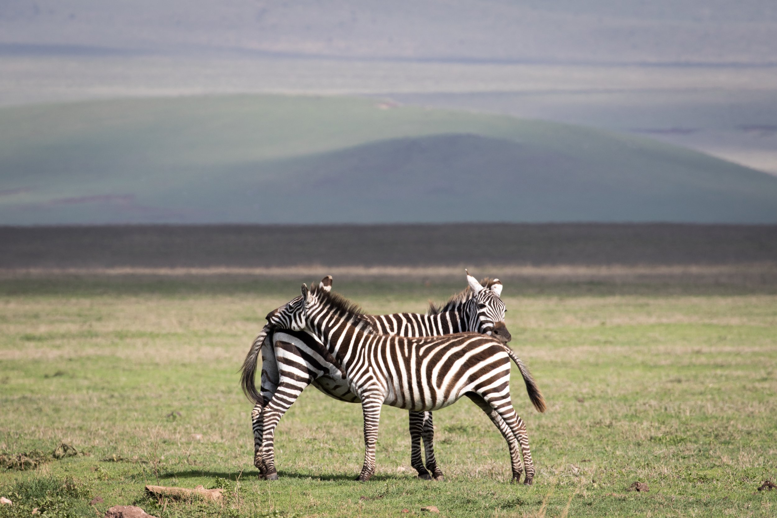 zebra in Tanzania.jpg