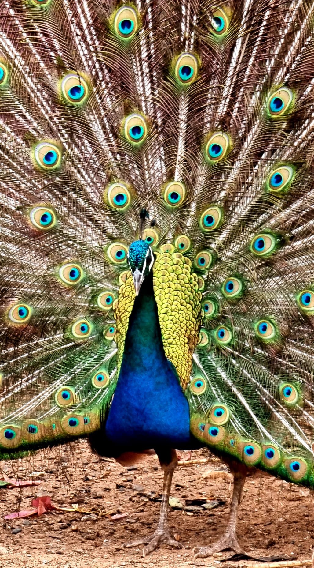 peacock in Morocco.jpg