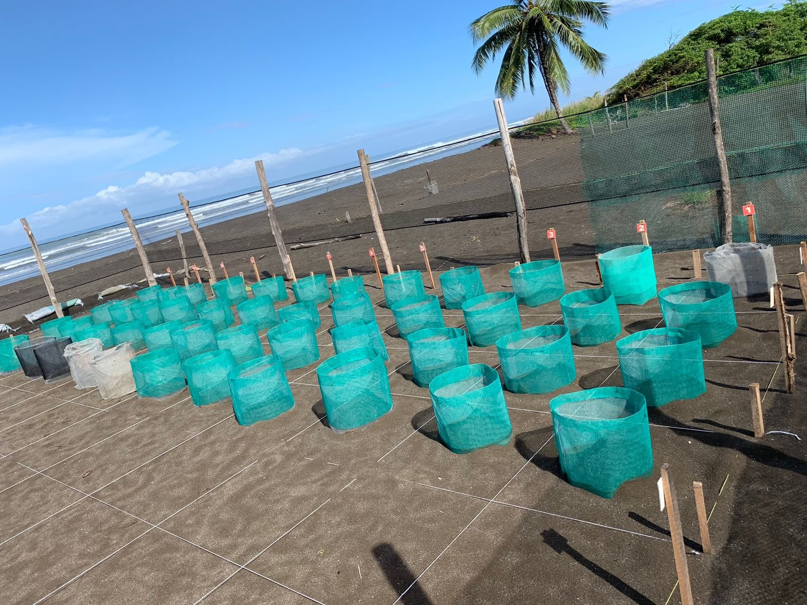 sea turtle hatchery in Costa Rica.jpeg