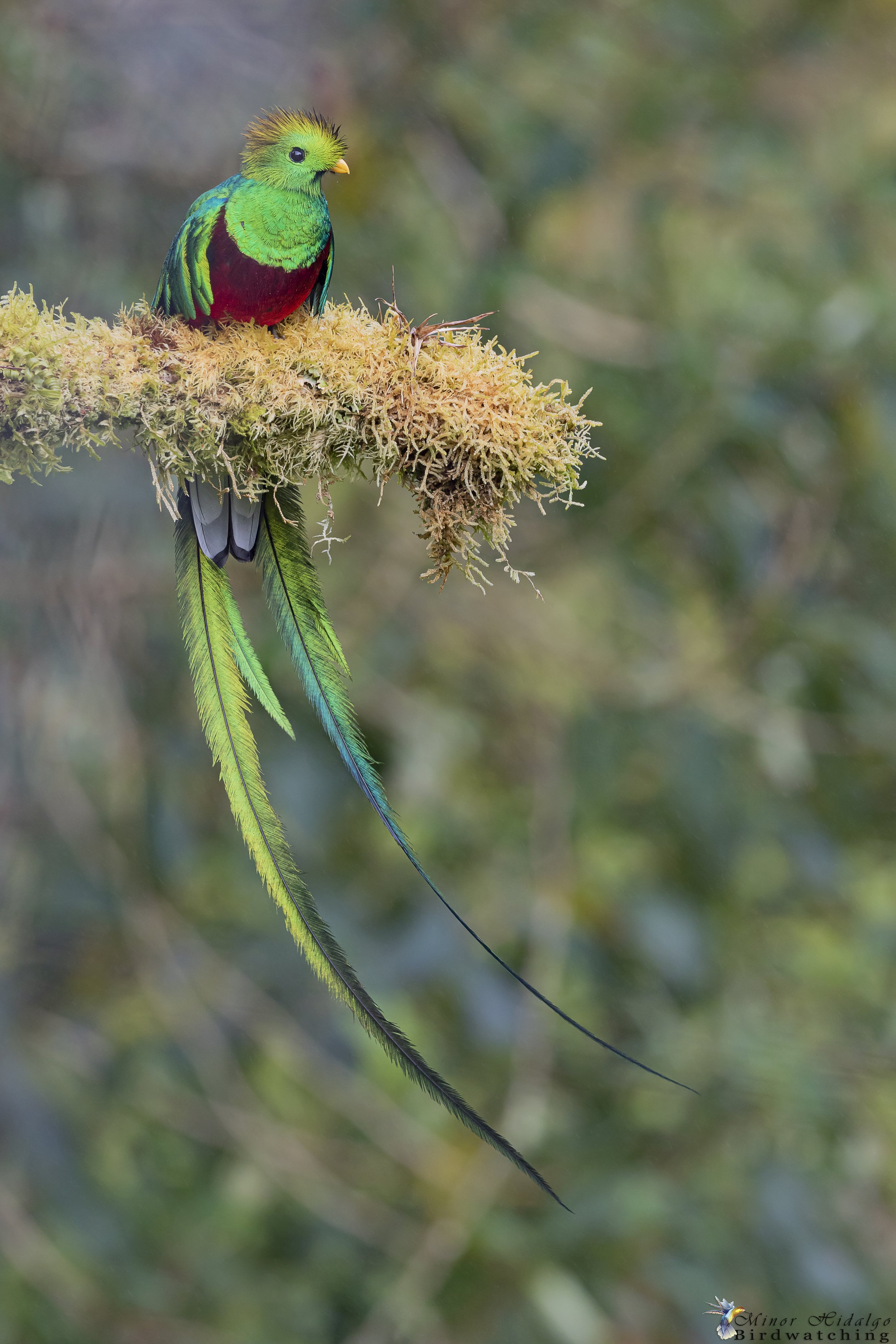 Quetzal Paradise2 (2).jpg