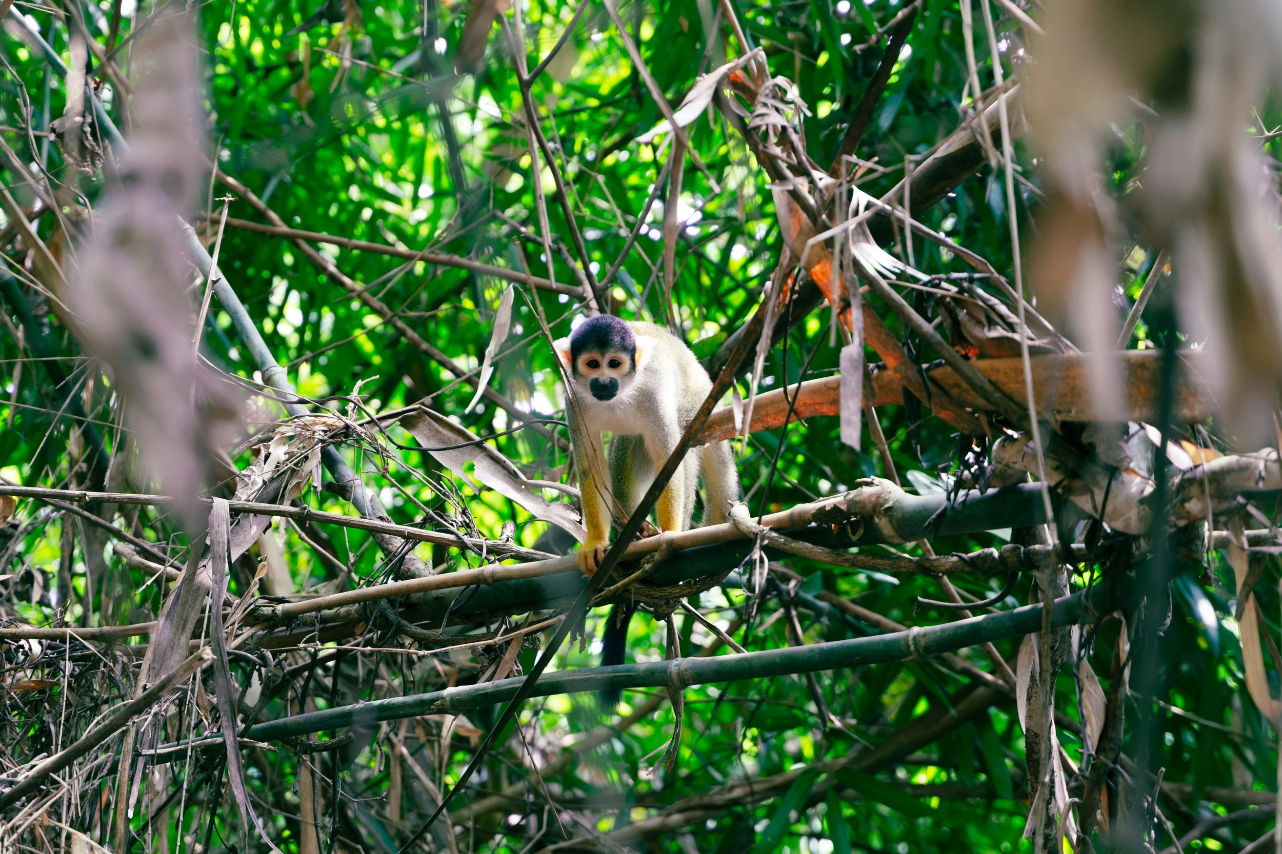 Squirrel Monkey in the Amazon Rainforest in Peru.jpg