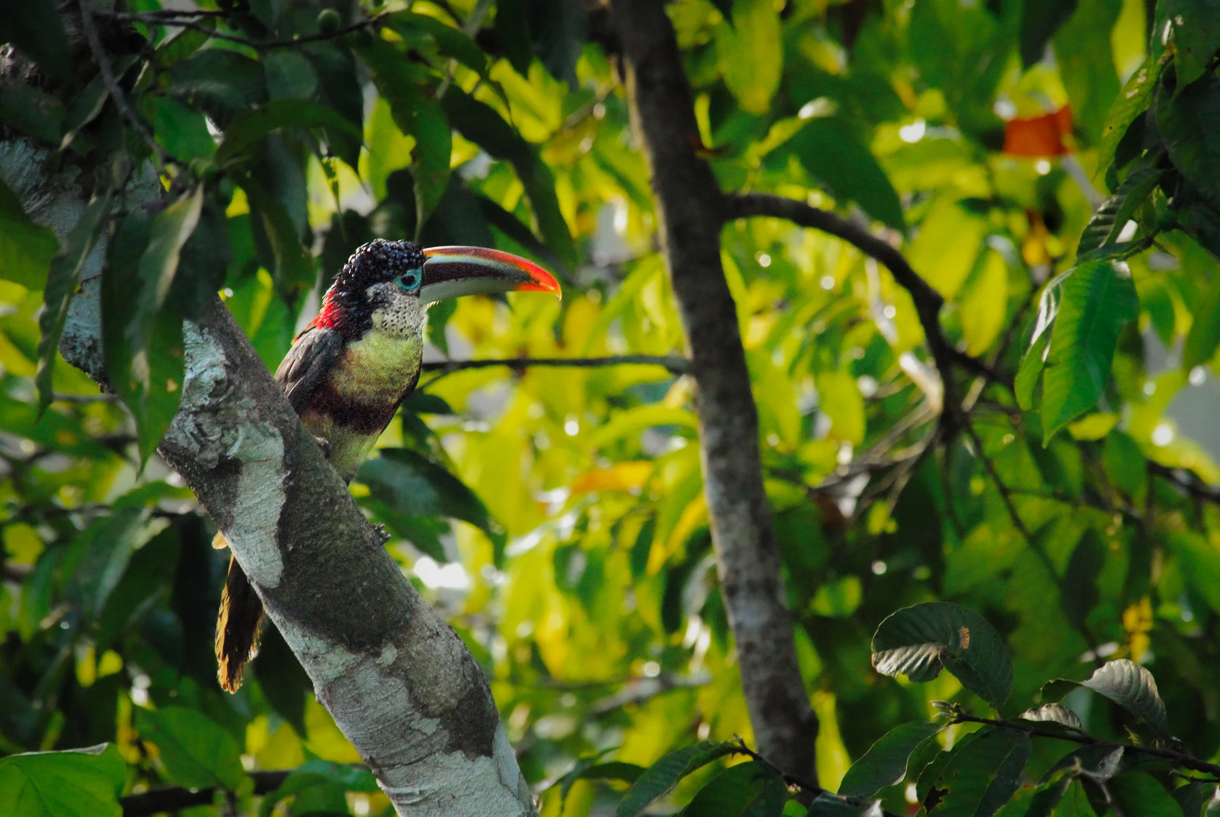 Curl Crested Aracari Amazon Rainforest Peru.jpg