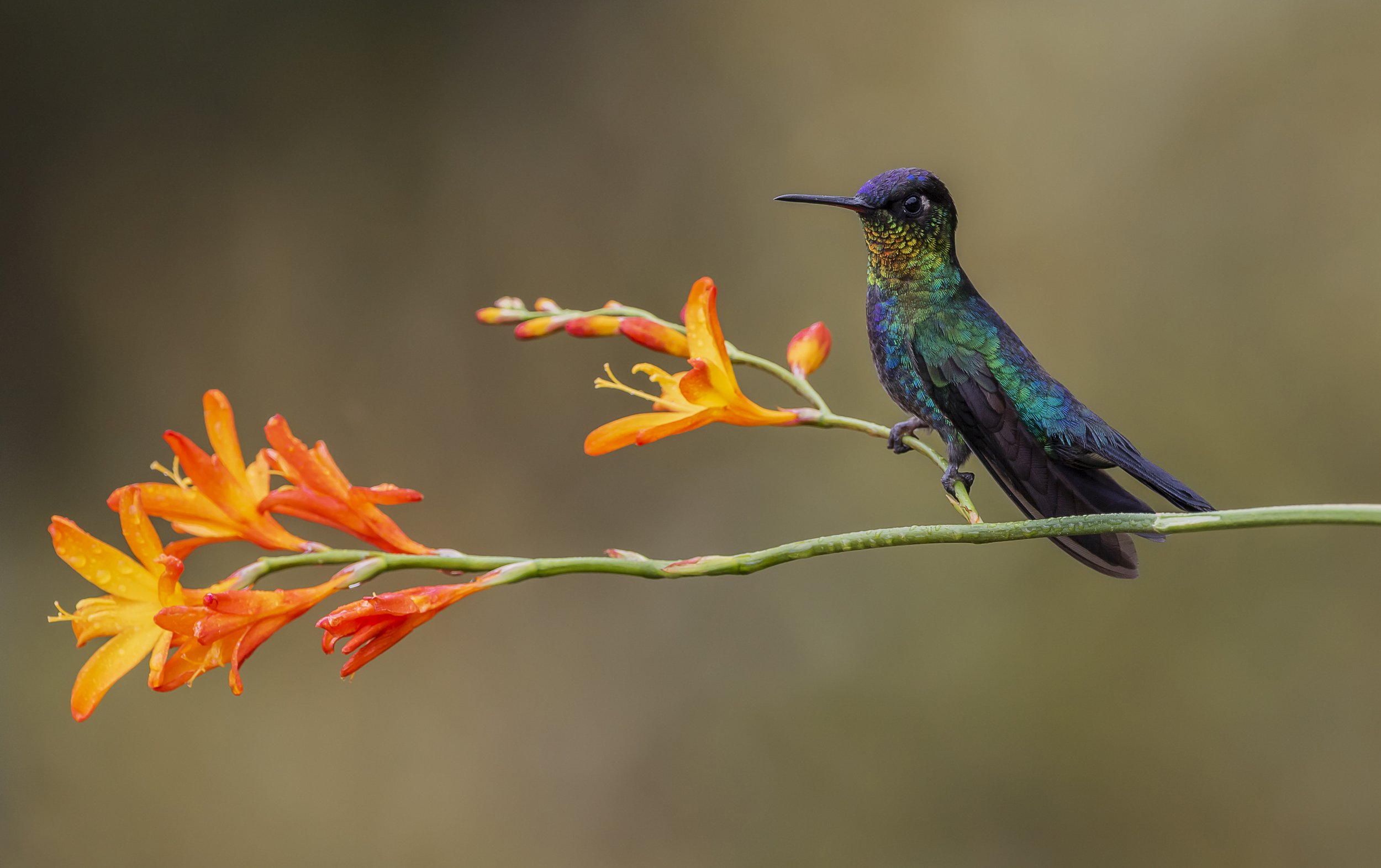 Quetzal Paradise.jpg