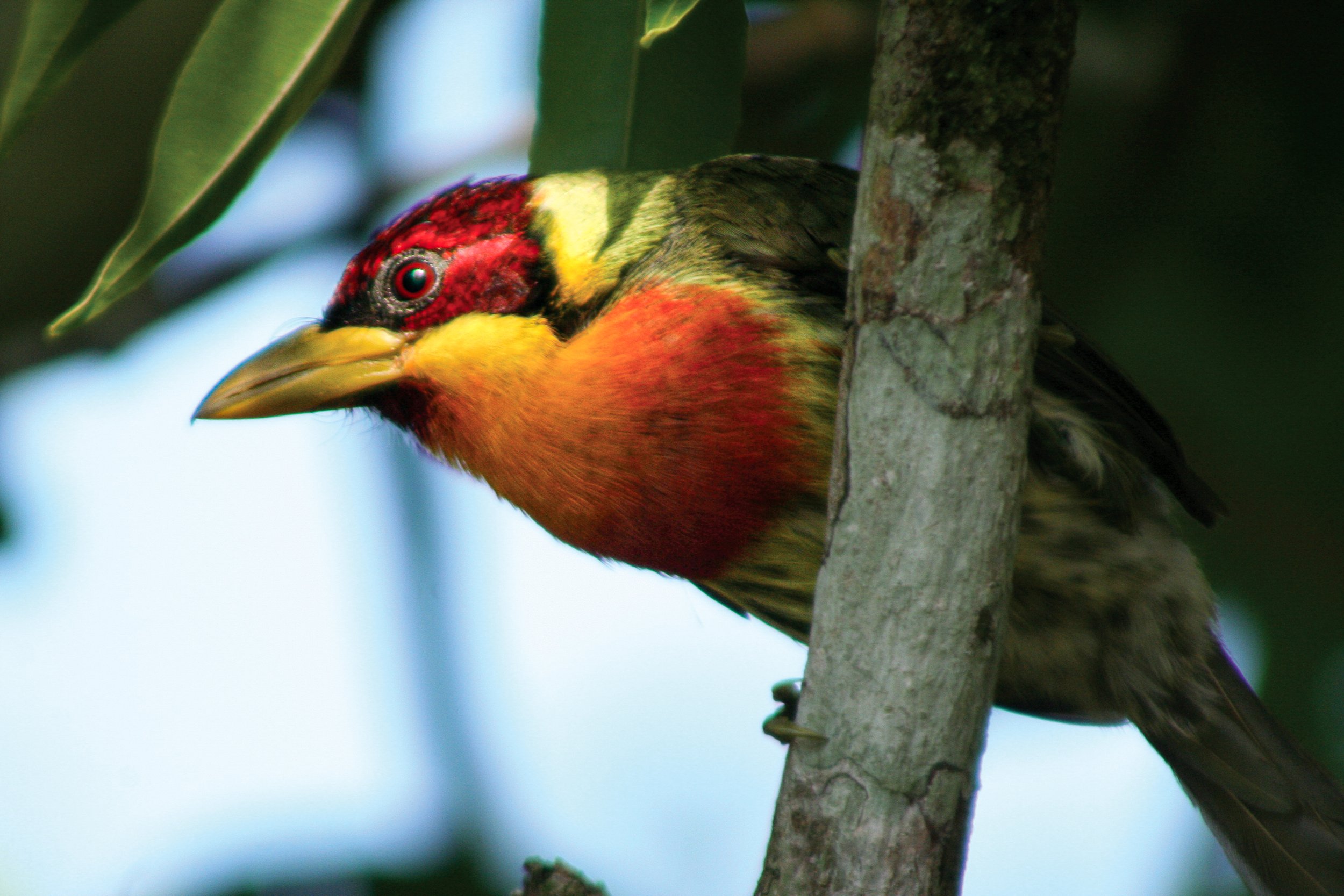 Lemon Throated Barbet Puerto Maldonado Peru
