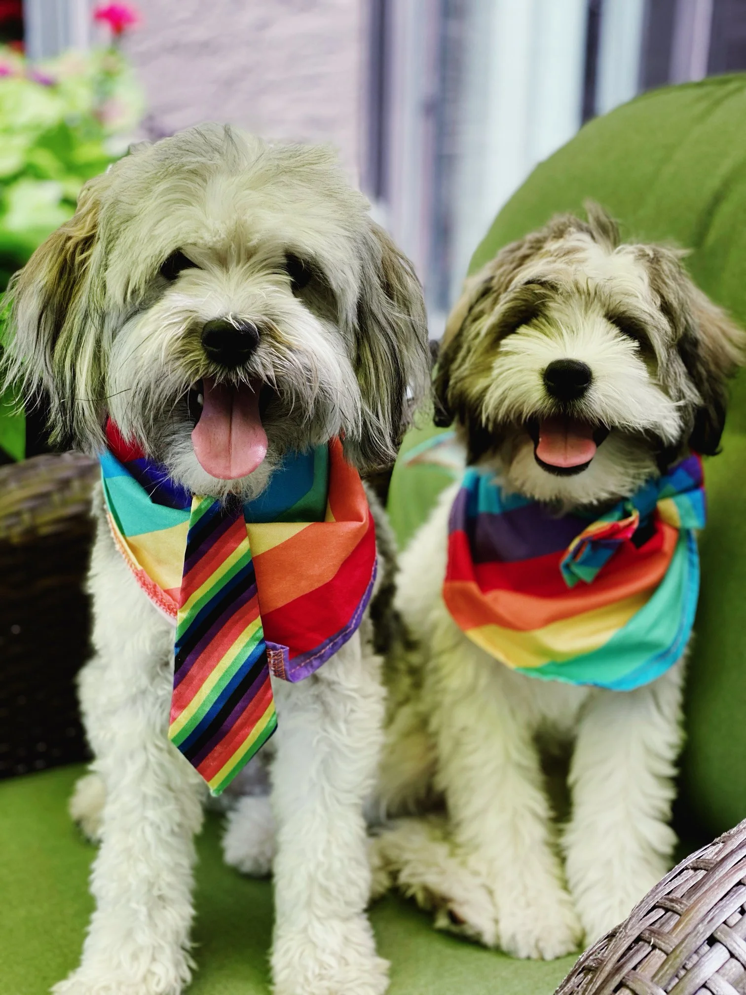 Dallas & Pheonix (L. Meldrum)