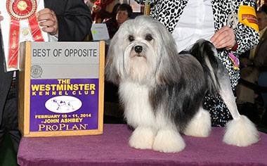 Best of Opposite Sex at Westminster Show - Celeste