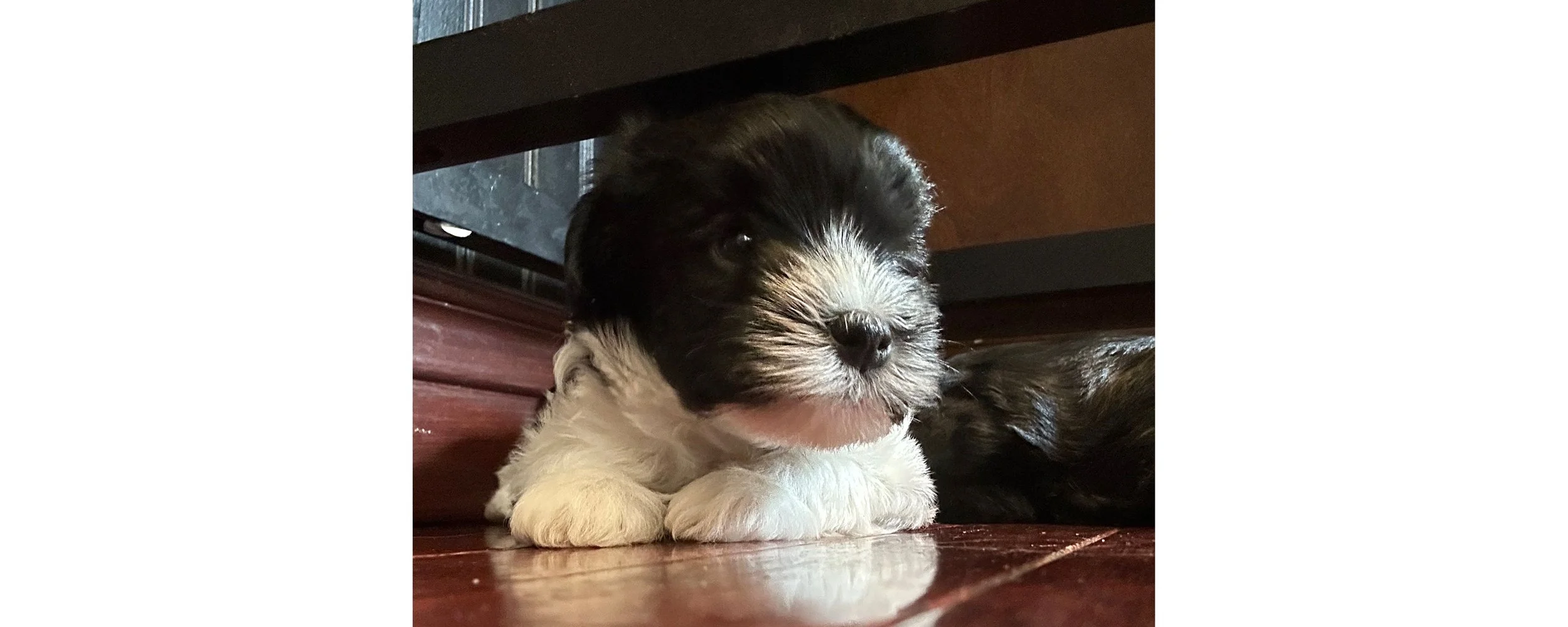 Vincent Irish Pie - Hero format .jpg