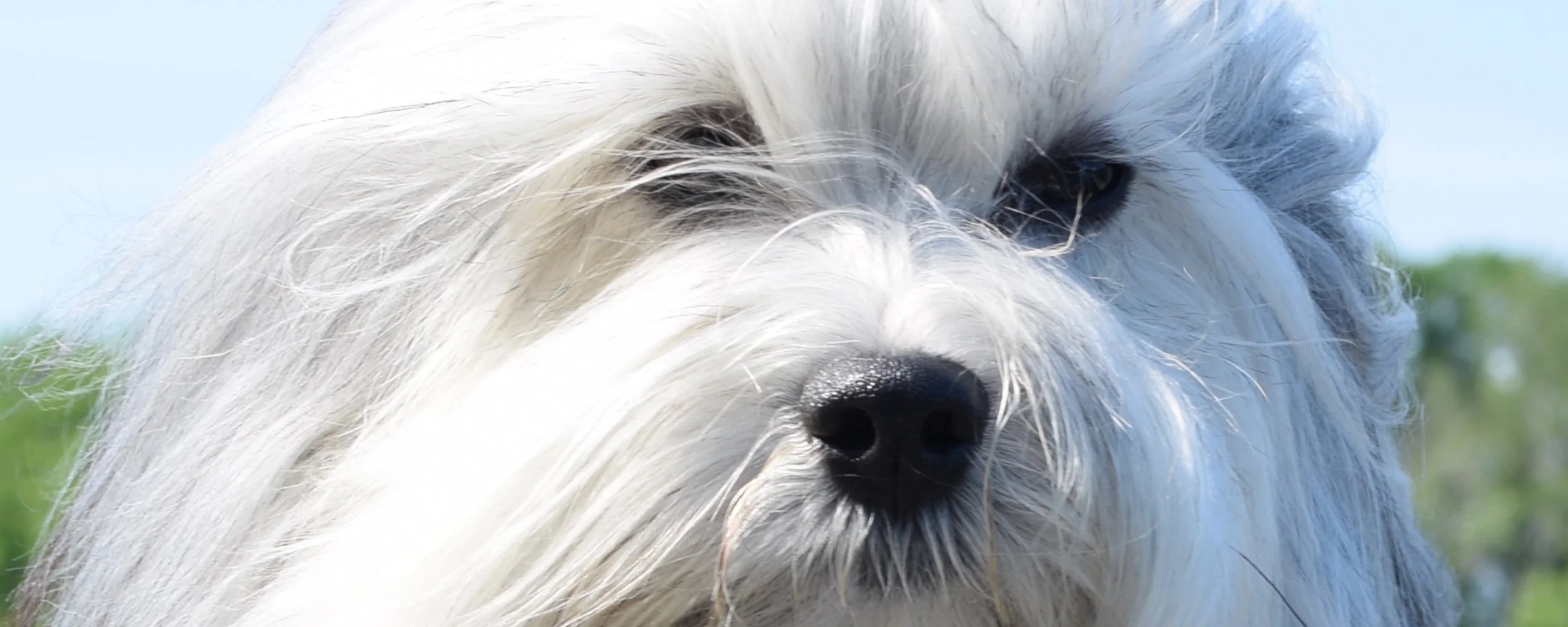 Lennox face for Hero Gallery.jpg