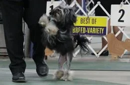 Prada in the ring.jpg