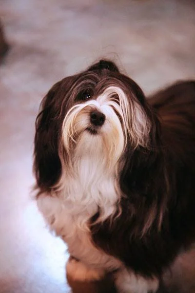 Vogue - Tapestry's Strike a Pose.jpg