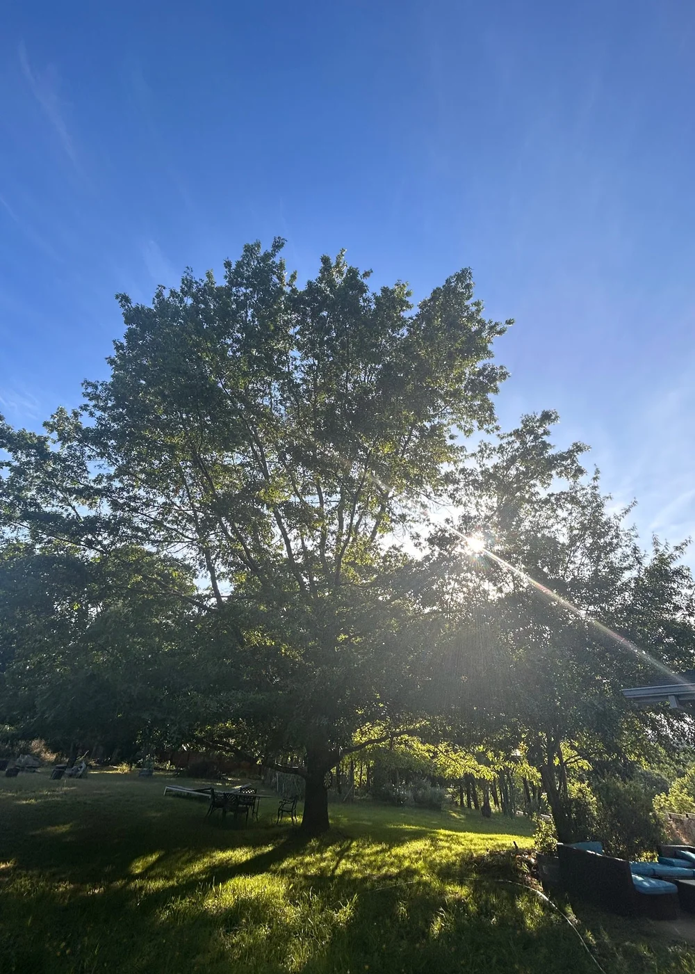 About Thriving Oak Wellness About thriving oak wellness