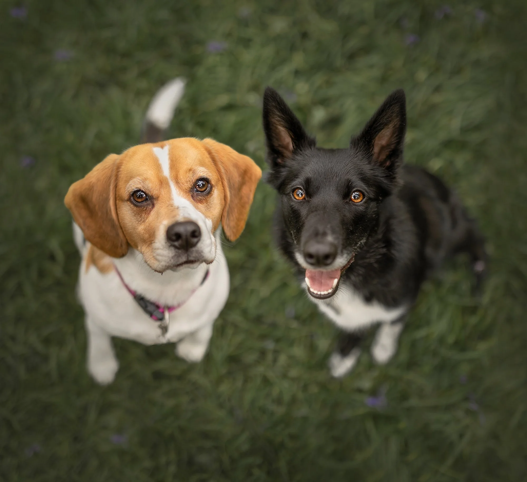 Bailey and kali social.jpg
