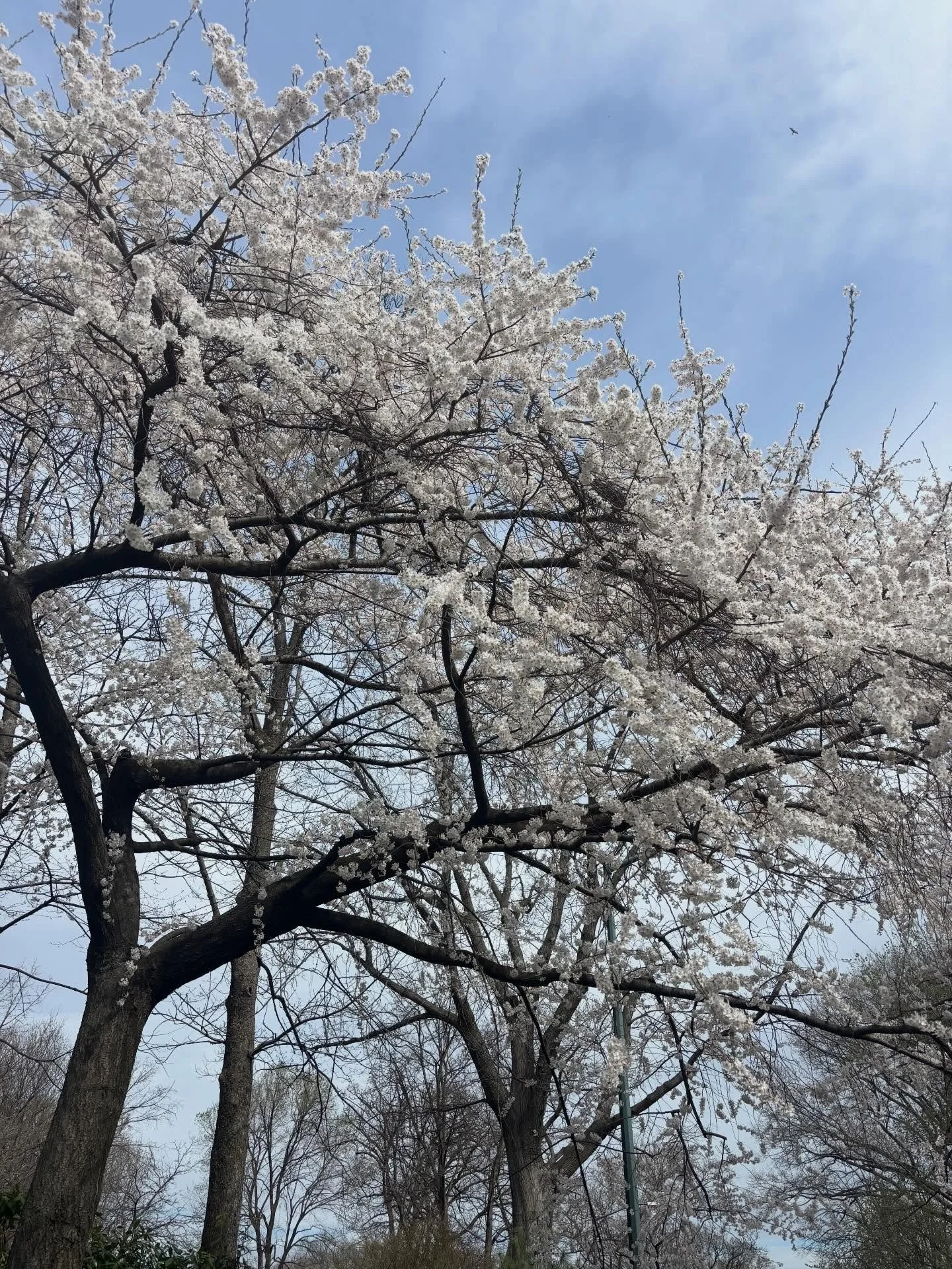 NYC Spring 🌸🩵🚖☔️🎼🏃🏽&zwj;♀️📖💓