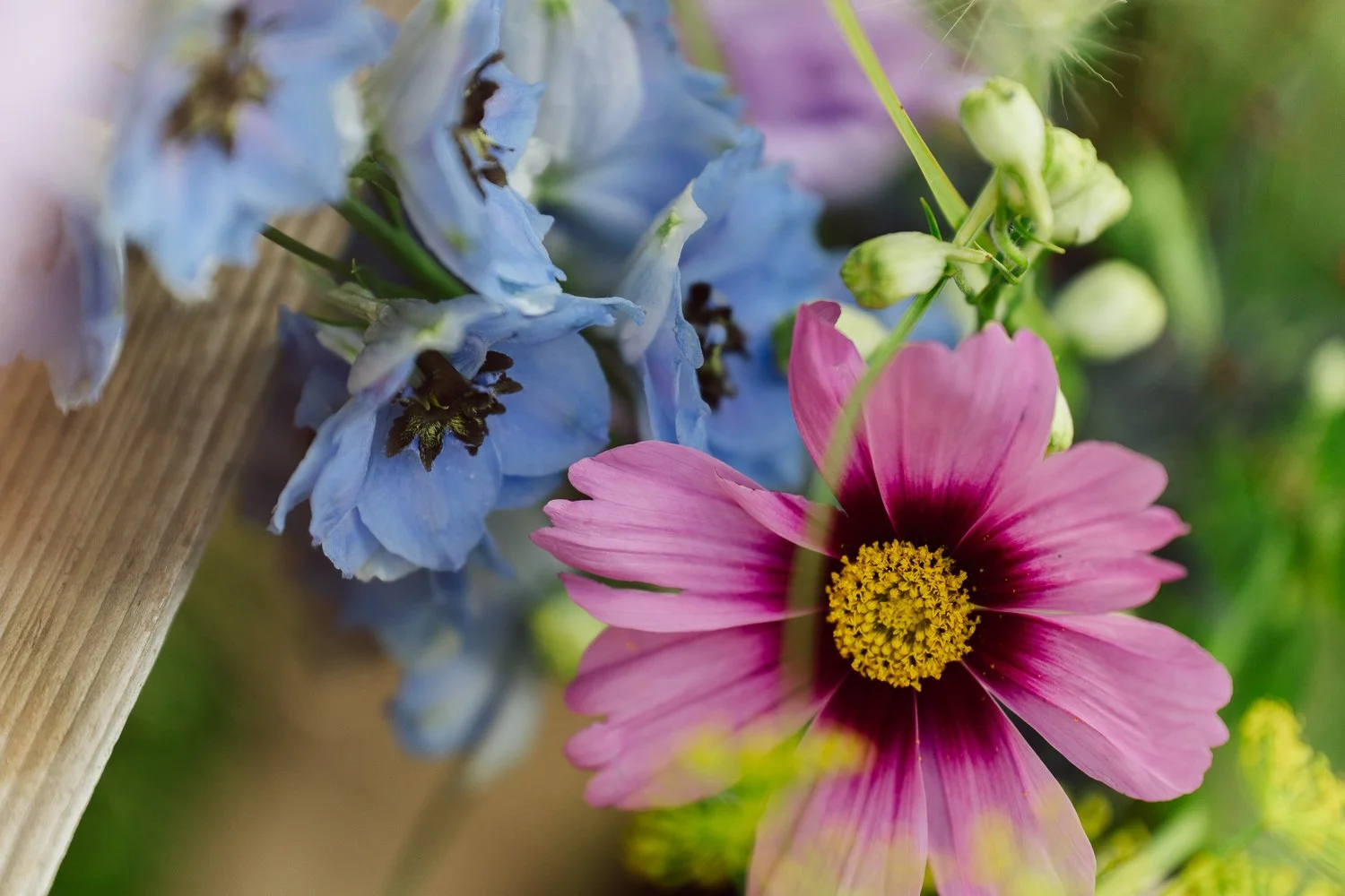 Gros plan sur des fleurs colorées de la décoration de mariage au Jardin Baillival à Romainmôtier, pétales délicats et textures naturelles dans une ambiance estivale, photo par Nonante Émotions.