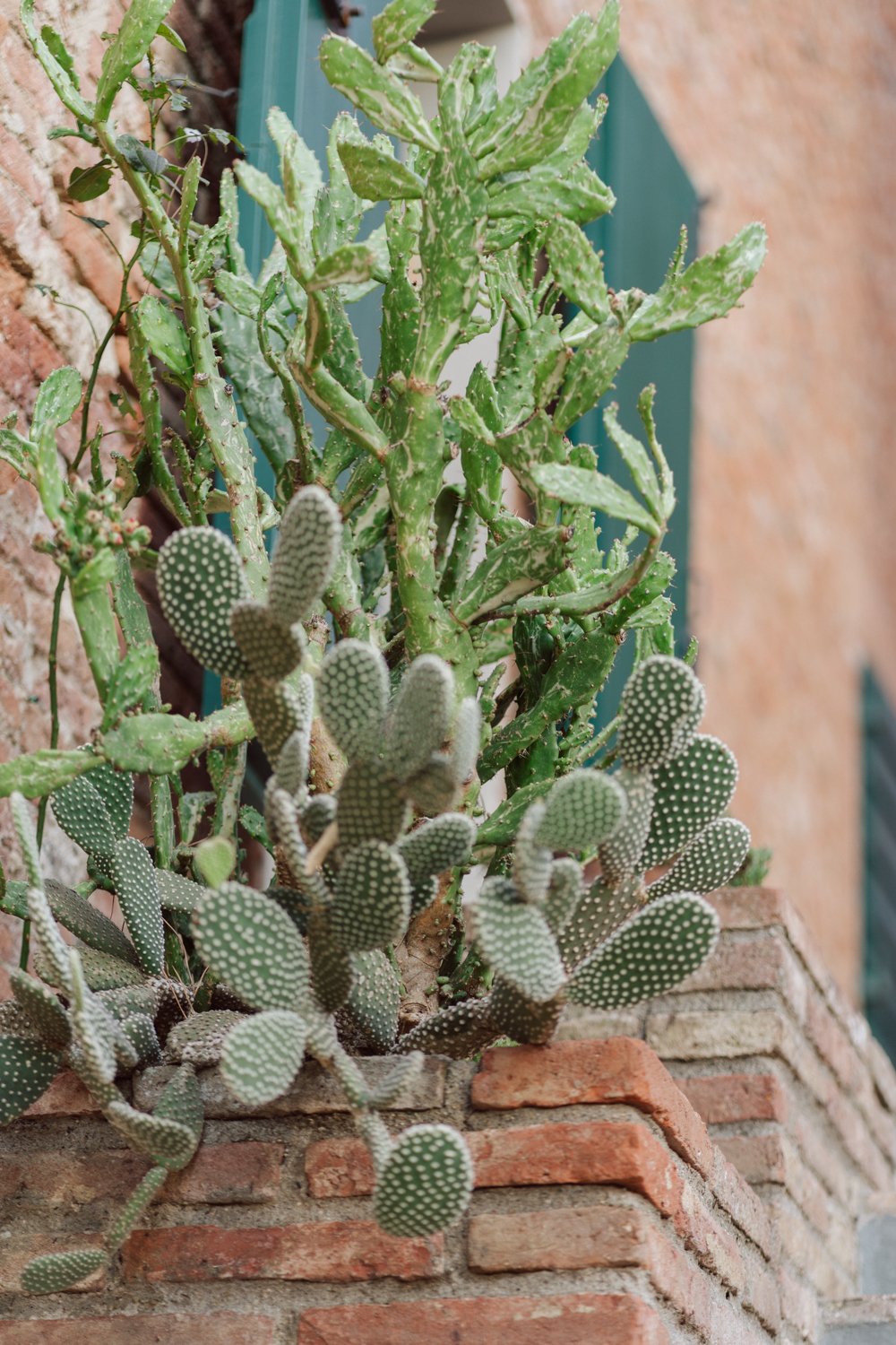 Détail de cactus et plantes méditerranéennes contre un mur en brique d’une villa en Toscane