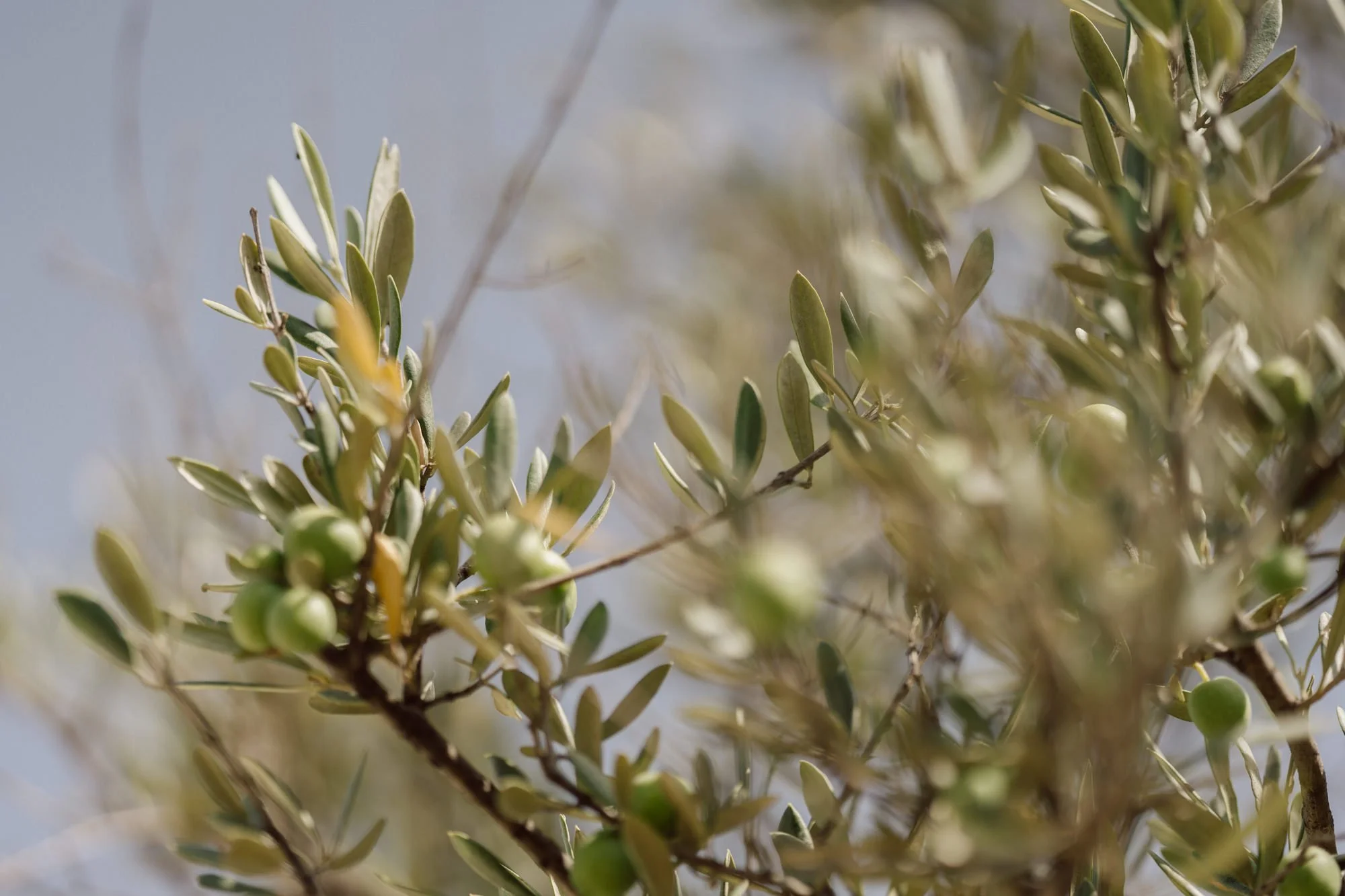Branches d'olives avec des feuilles vertes et des olives vertes non mûres