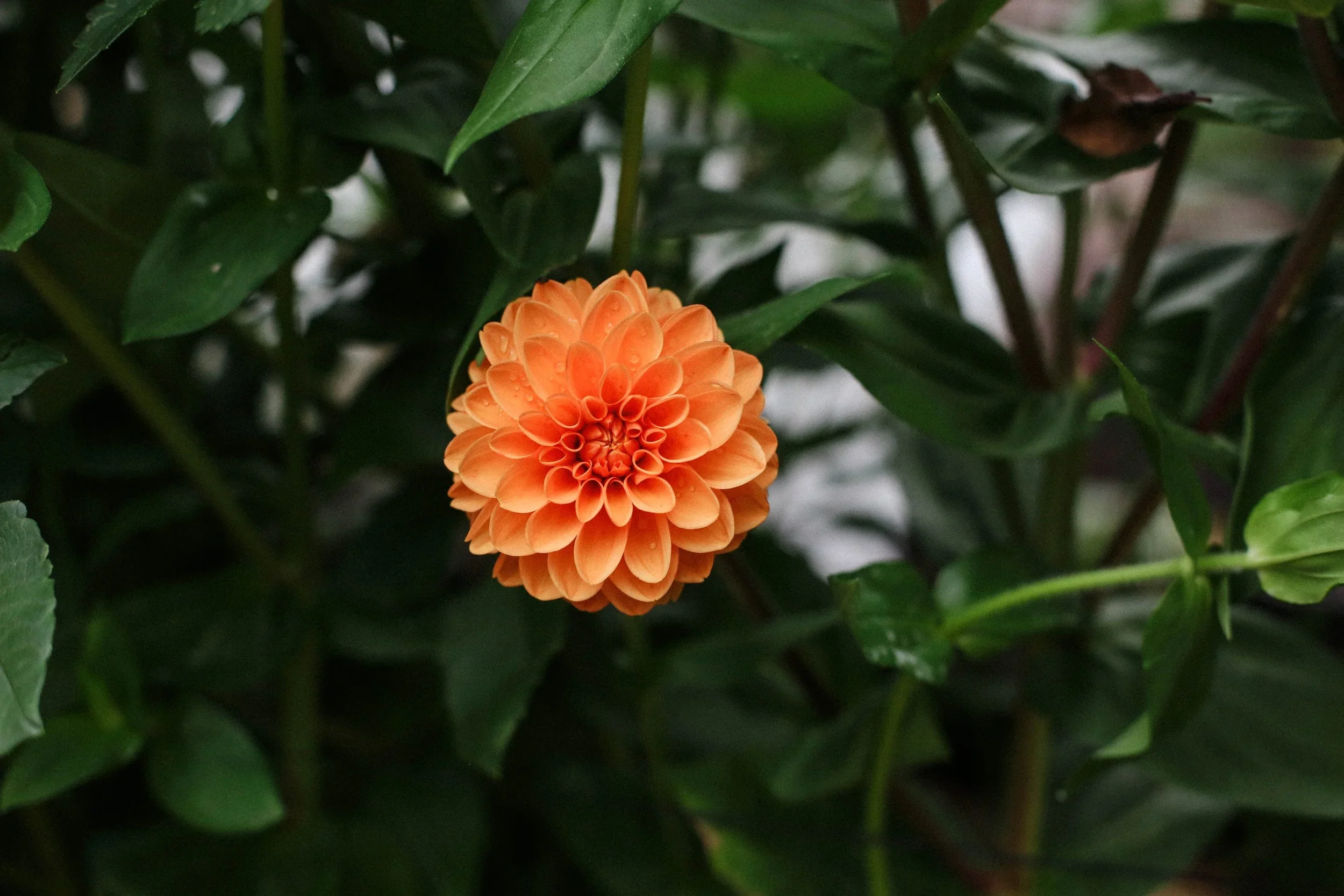 AutumnGarden-46REV.webp