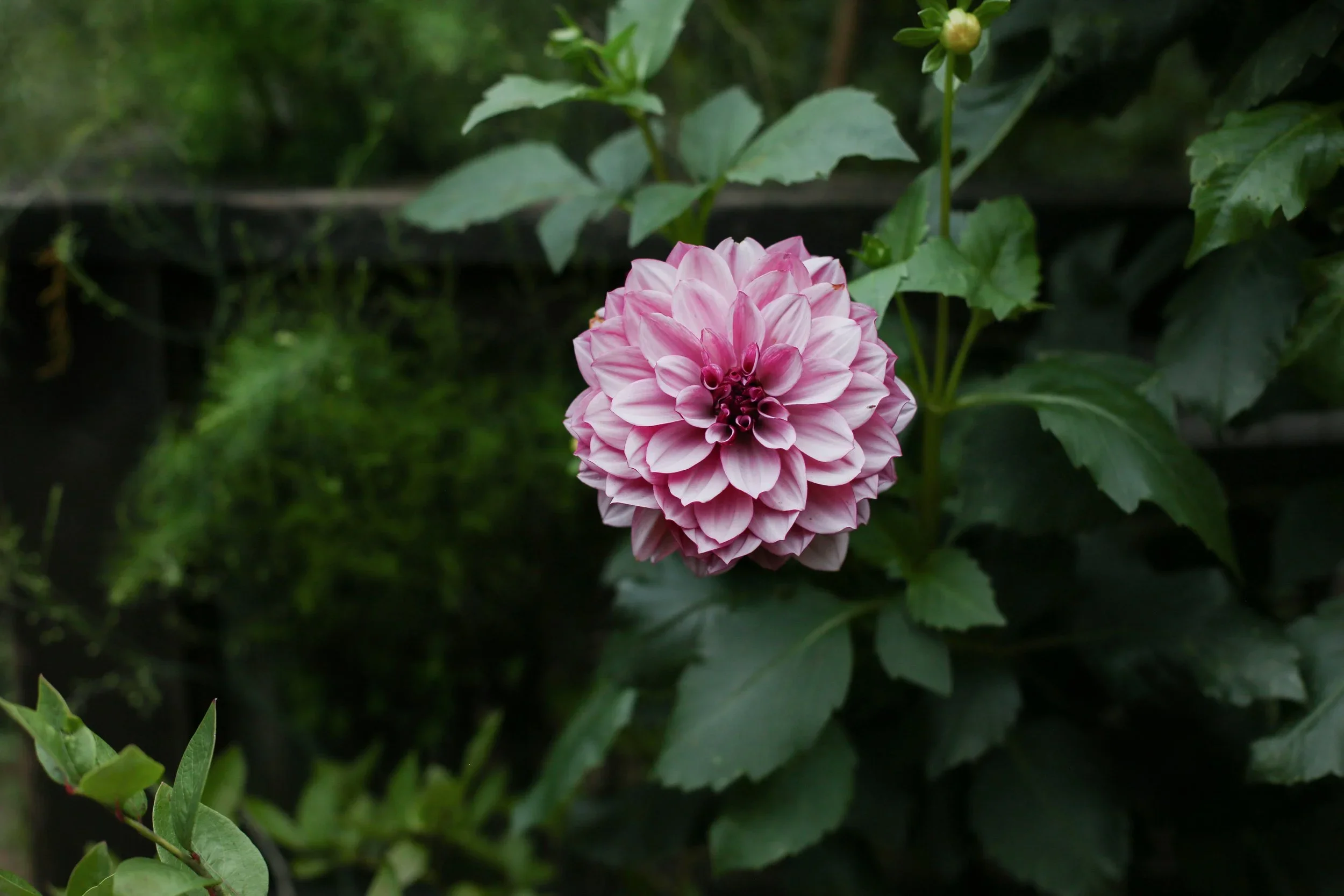 AutumnGarden2-2REV.webp