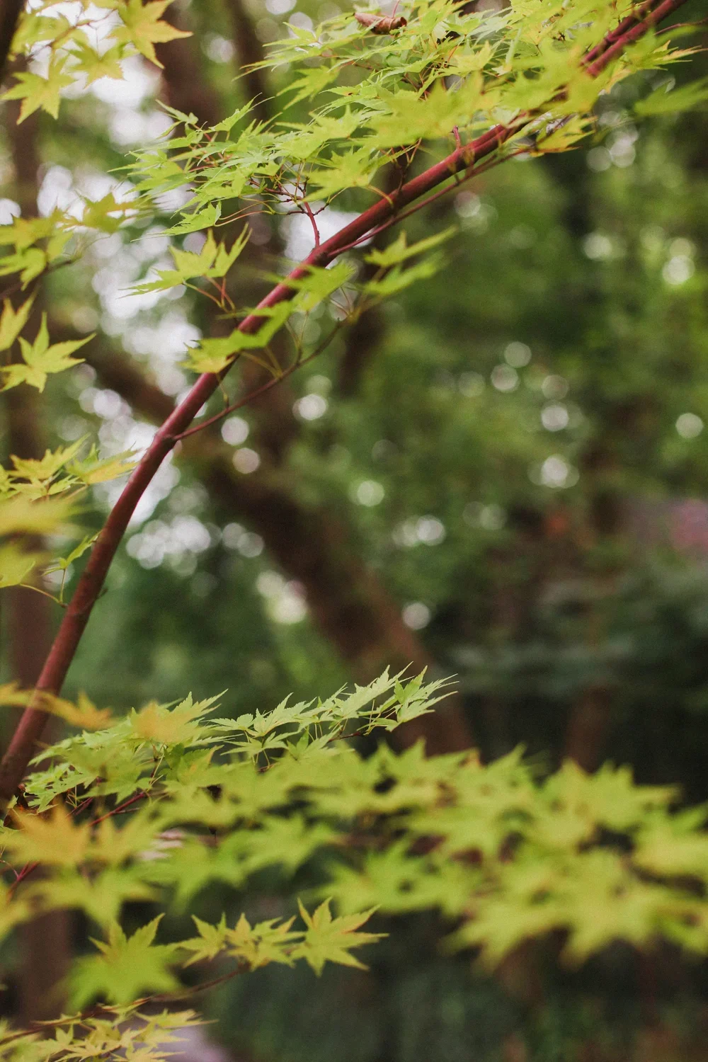 AutumnGarden-35REV.webp