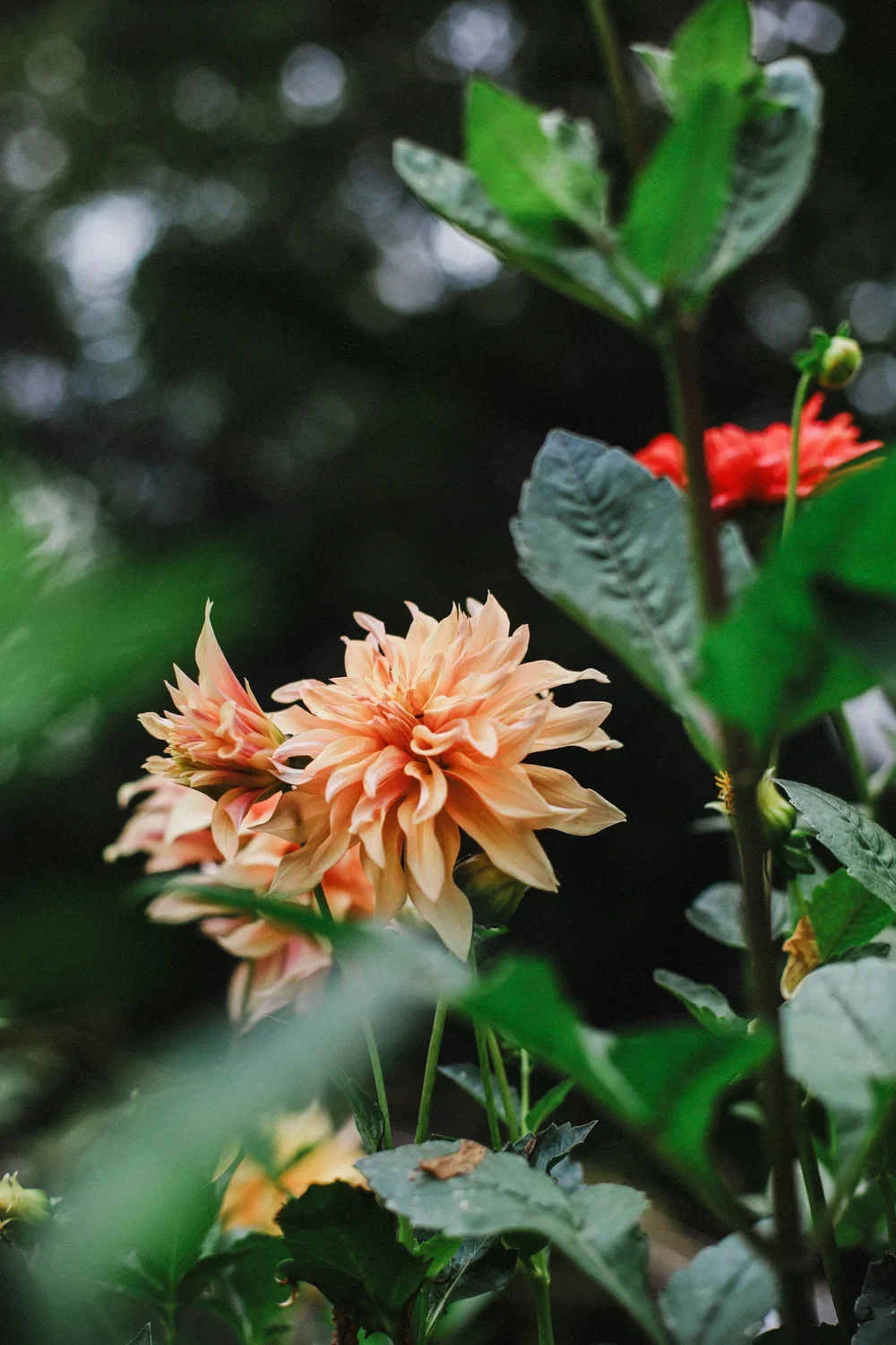 AutumnGarden-18REV.webp