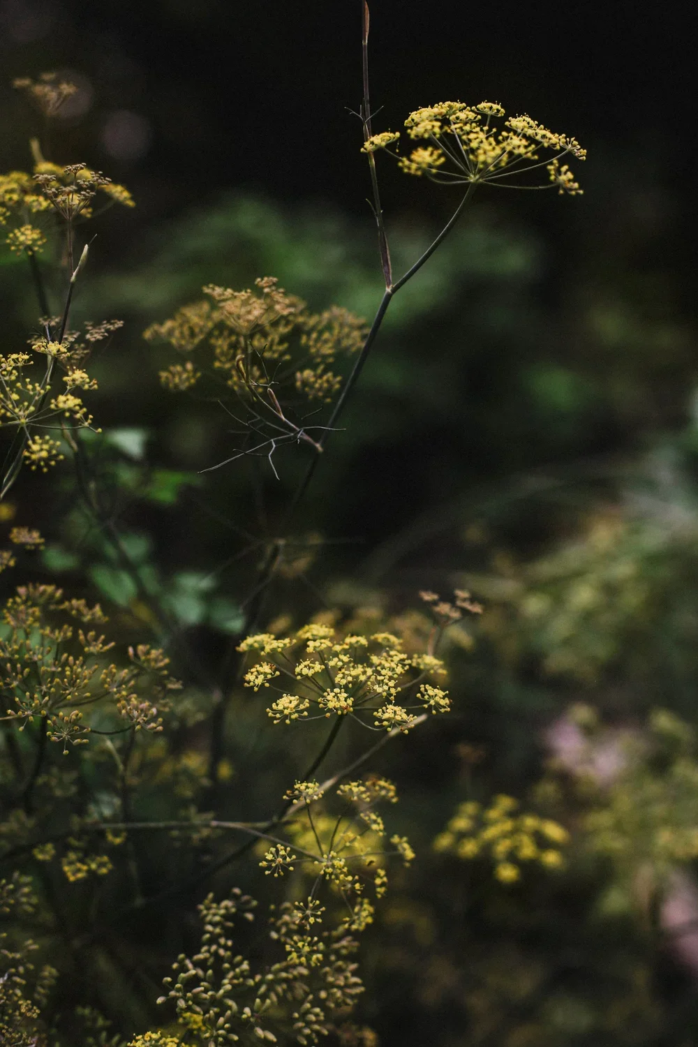 AutumnGarden-11REV.webp