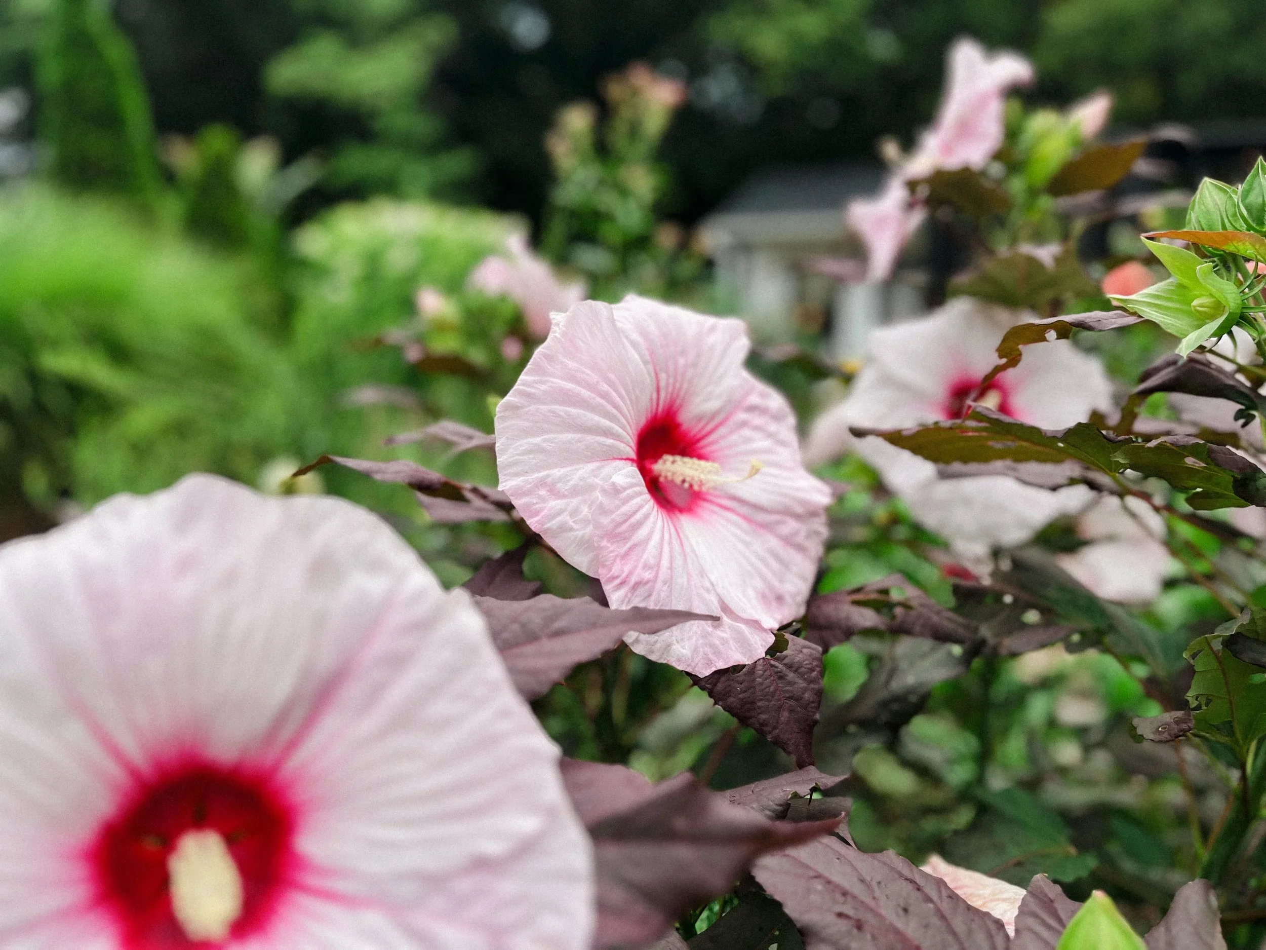 StudioShepherdstown-Hibiscus.webp