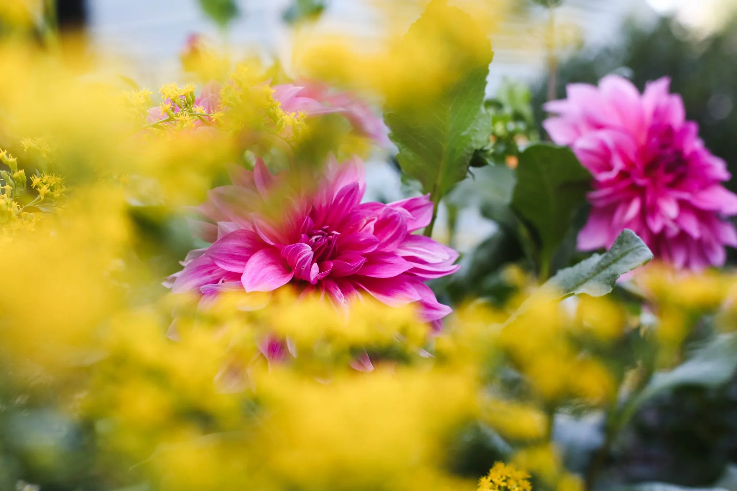 Garden2022.webp