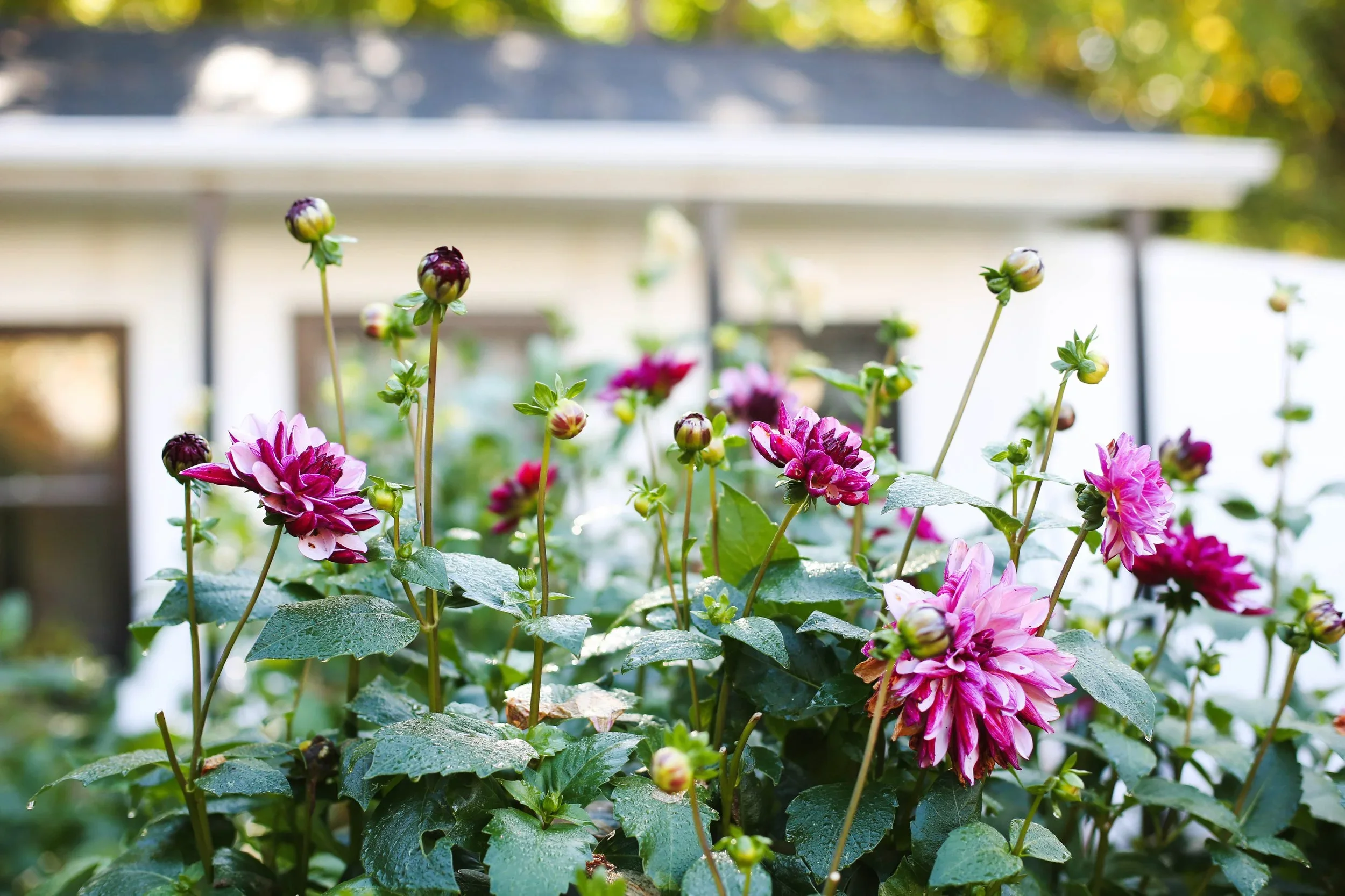 GardenOctober-4REV.webp