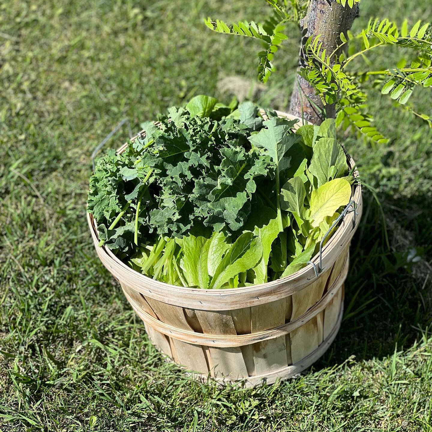 First big haul from our community garden! Kale, 2 types of lettuce, green onion, and radishes! 🥬 🧺
.
.
.
#aspengrovervpark #northernutah #spreadtheleaf #happycamper #garden #nature #rvpark #gorving #rvlife #rvtravel #roadtrip #fresh #rvcampgrounds 